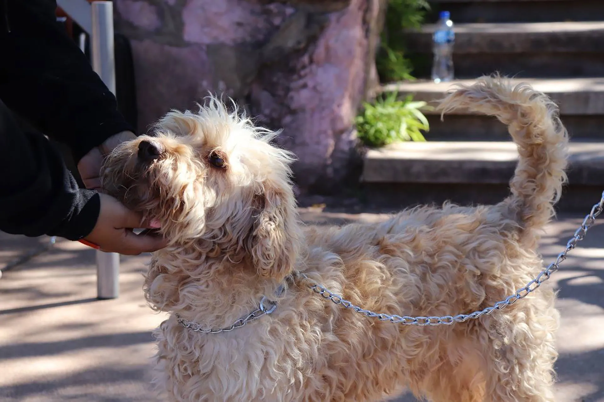 Perrito en adopción 