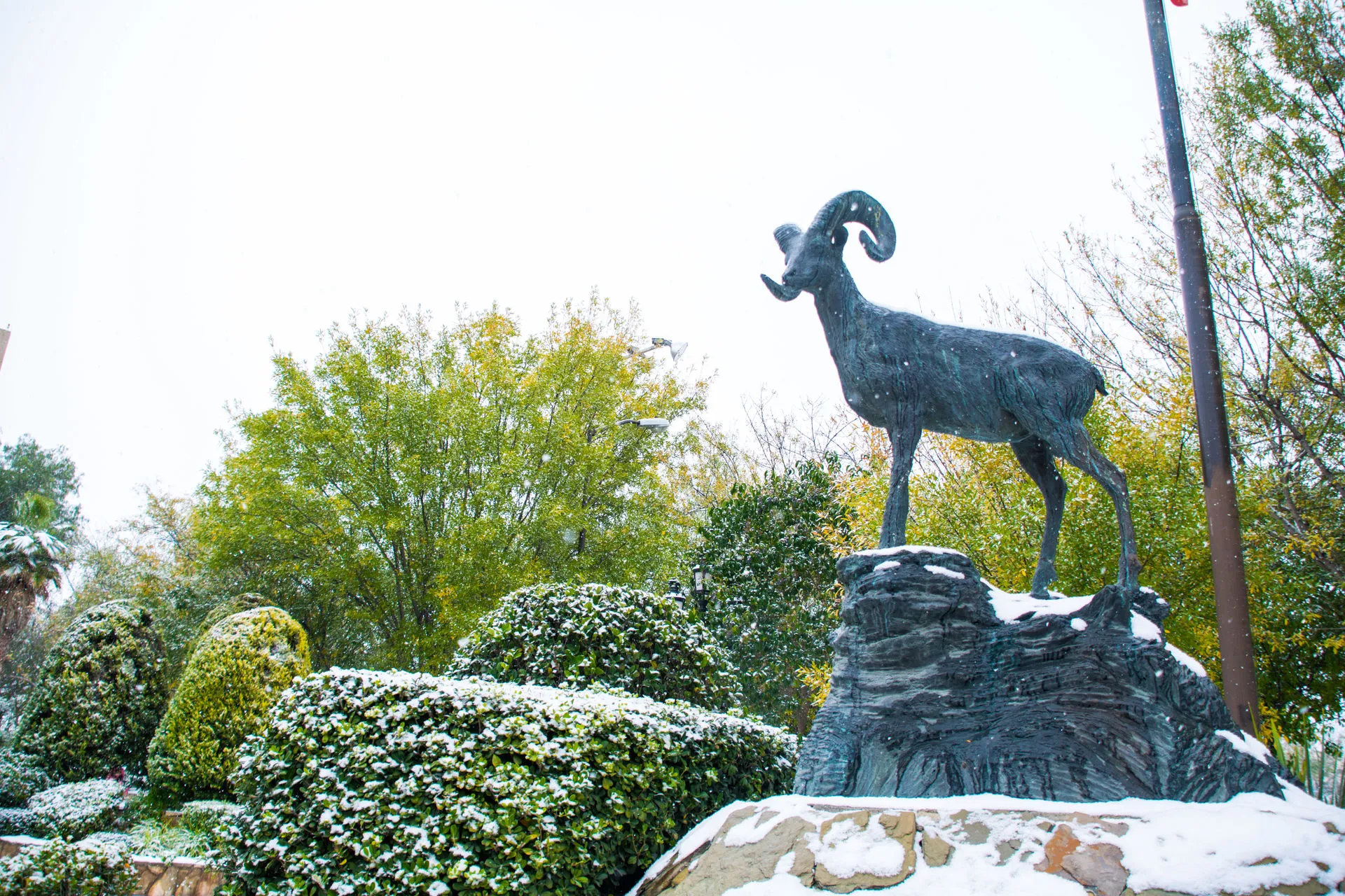 Imagen del borrego cubierto de nieve