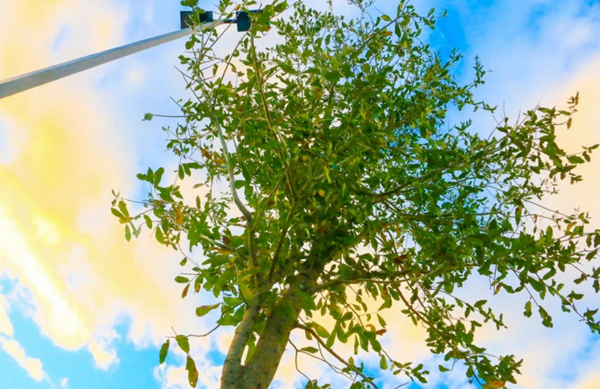 Sustituyen 23 árboles del estacionamiento principal del Campus Guadalajara.