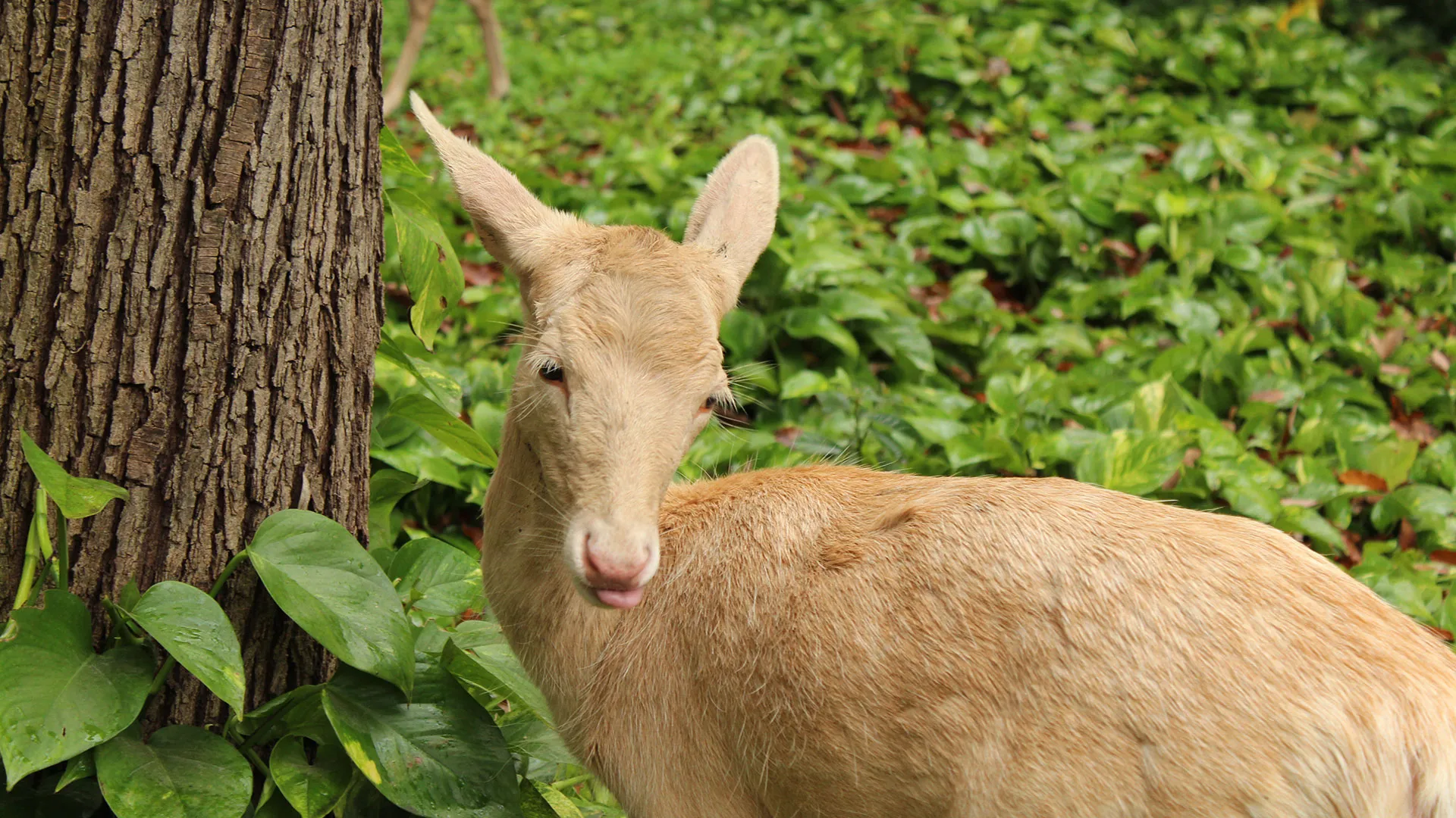 Venadita en el Tec de Monterrey