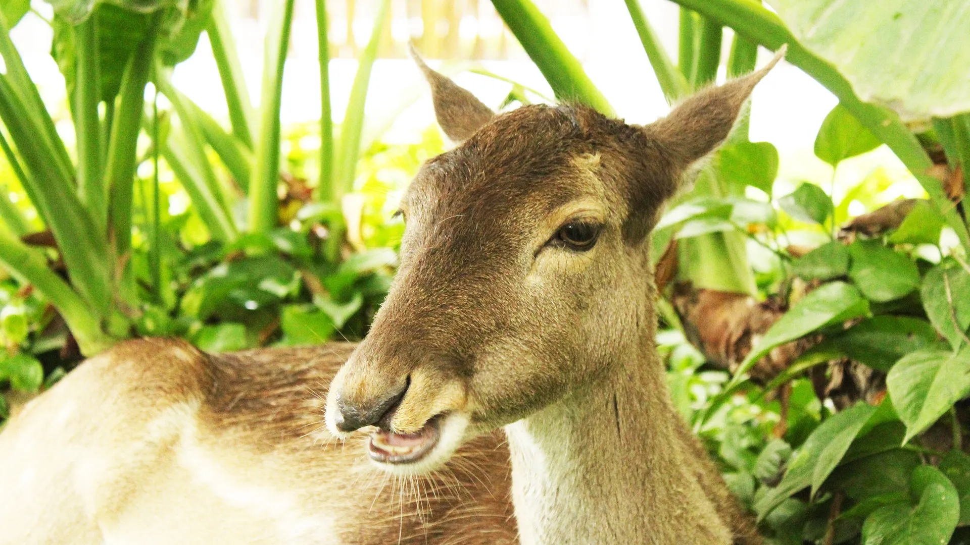 Venadita en el Tec de Monterrey