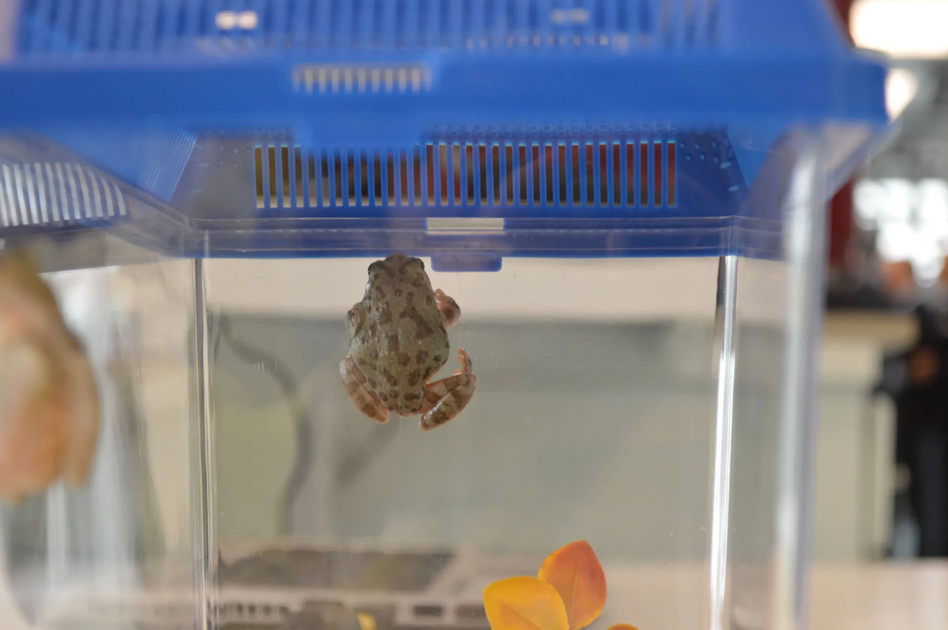 Rana mexicana investigada en el Técnico