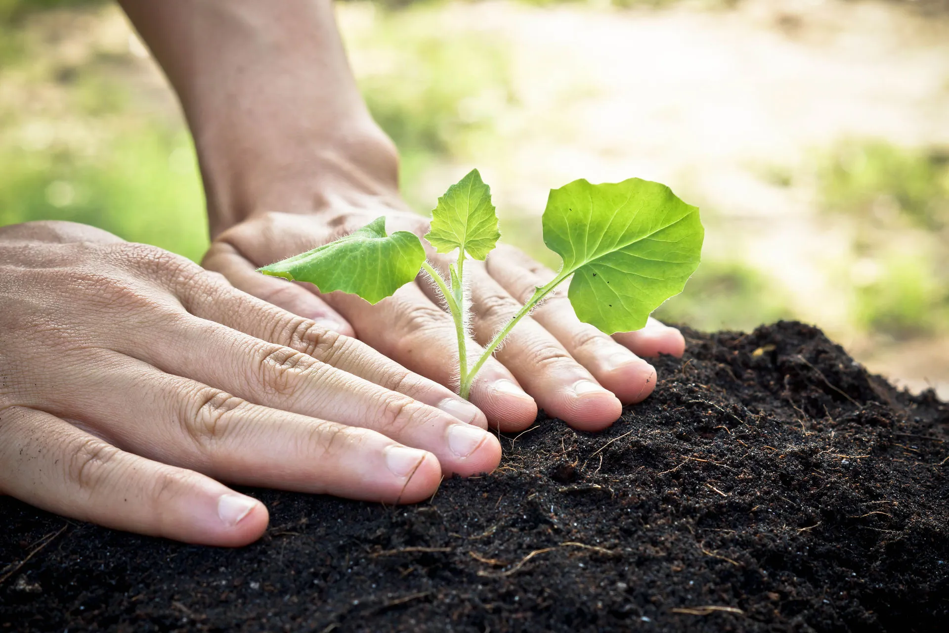 Siembra tu planta "Sep!a"