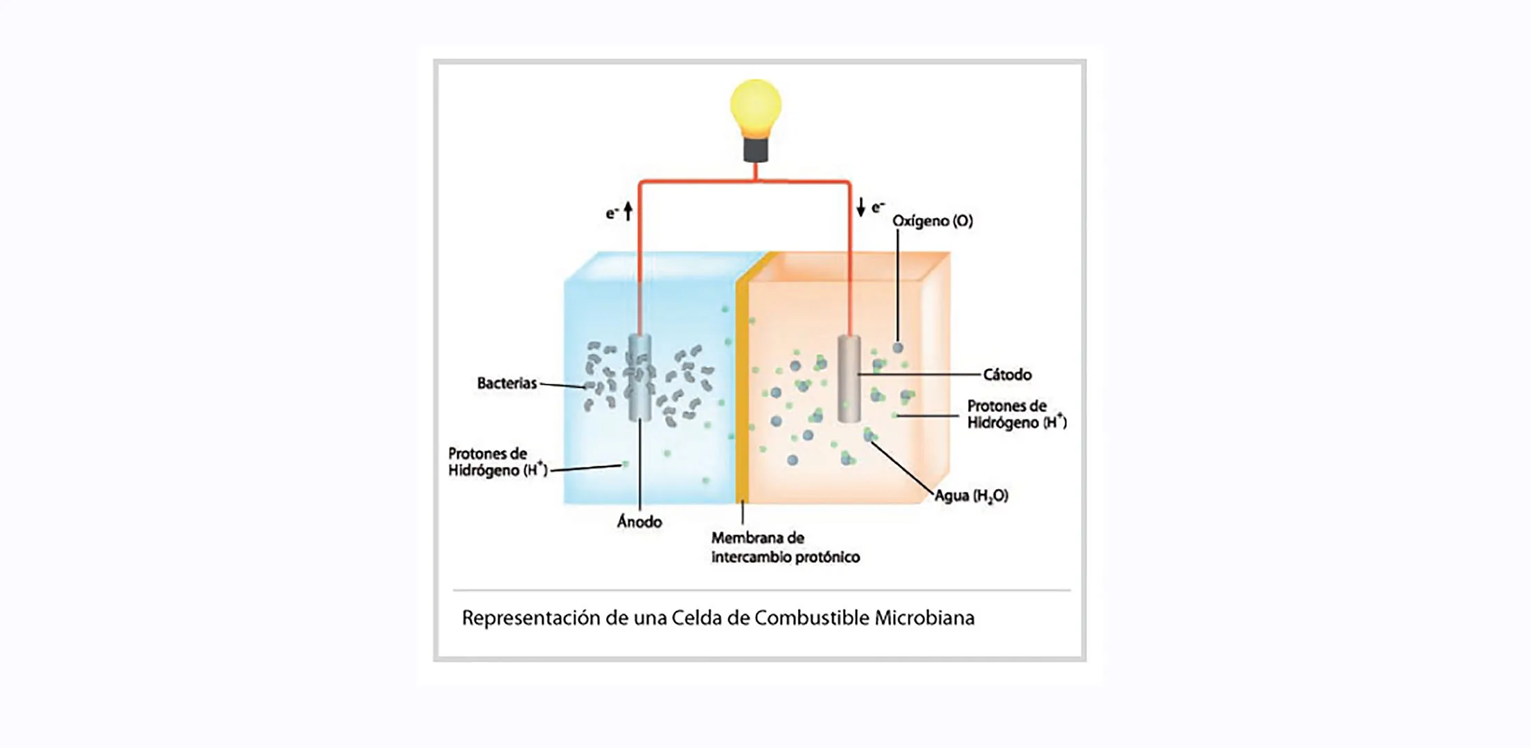 Celda de combustible microbiana