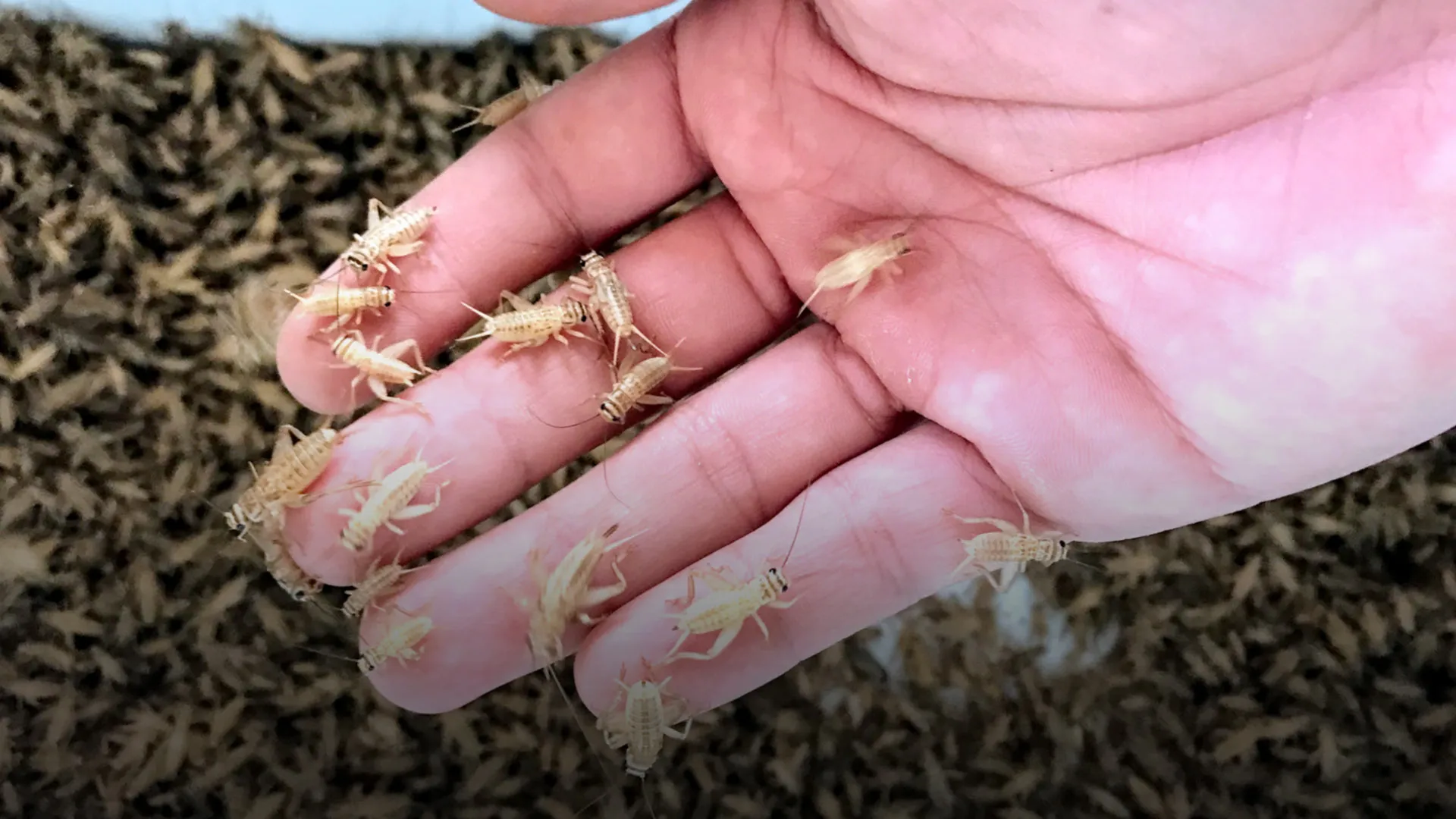 Encuentran una forma de acabar con la pobreza nutricional en México