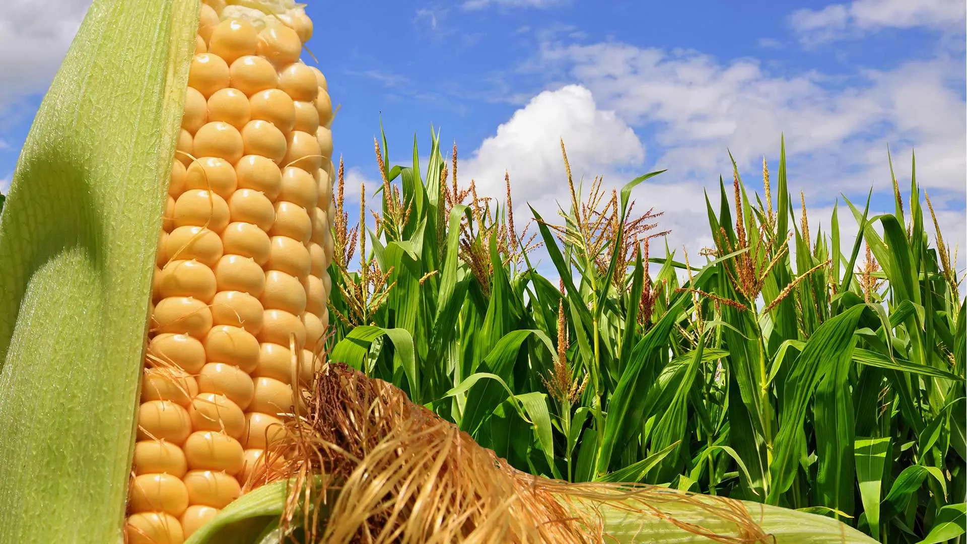 Alumnos mexicanos ganan concurso en España por biofertilizante