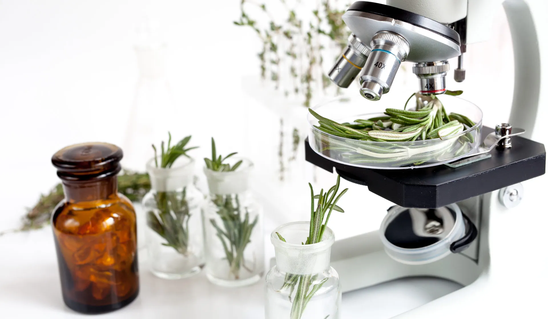 El romero: de símbolo navideño a antibiótico natural 