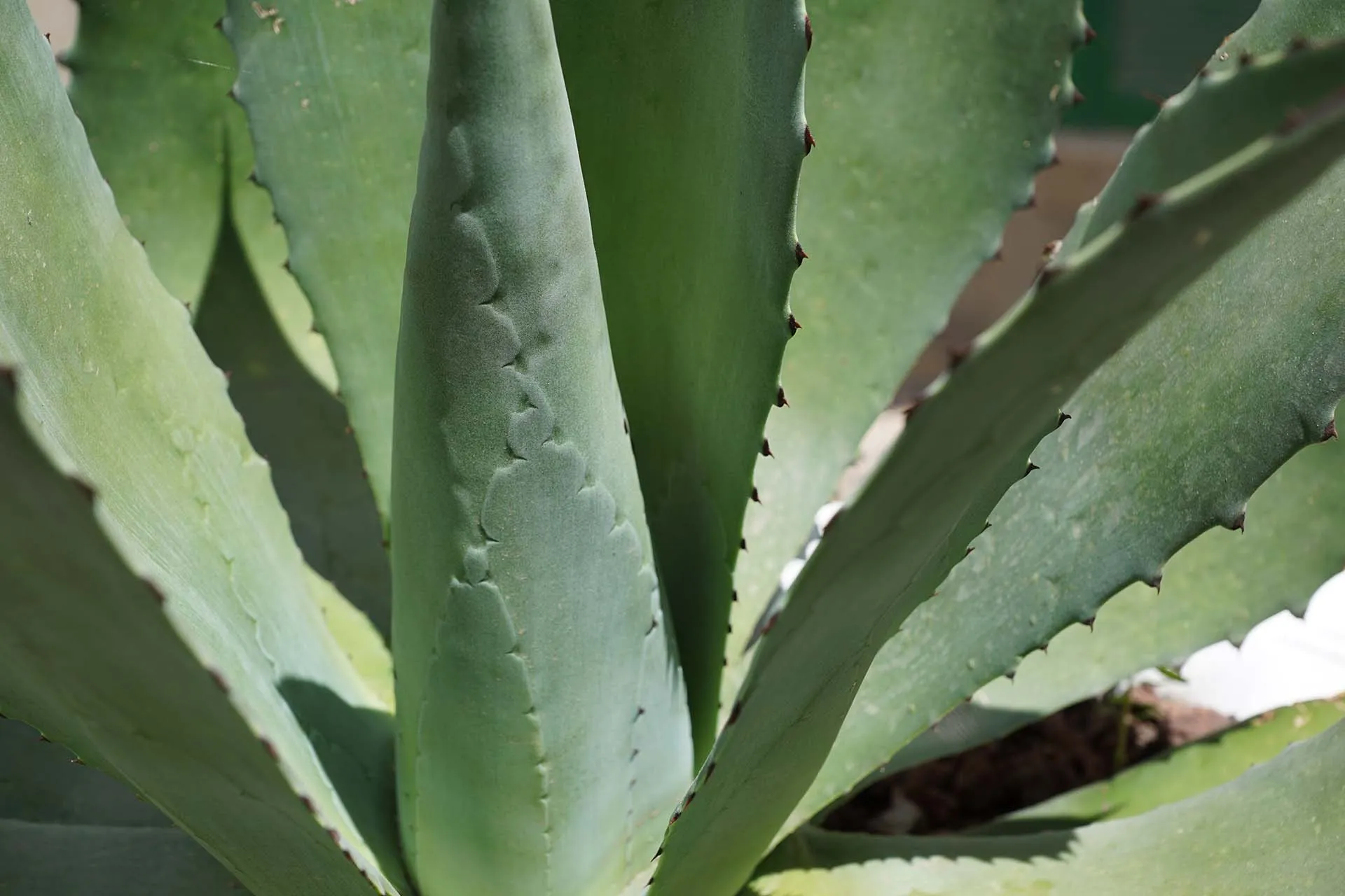 Agave