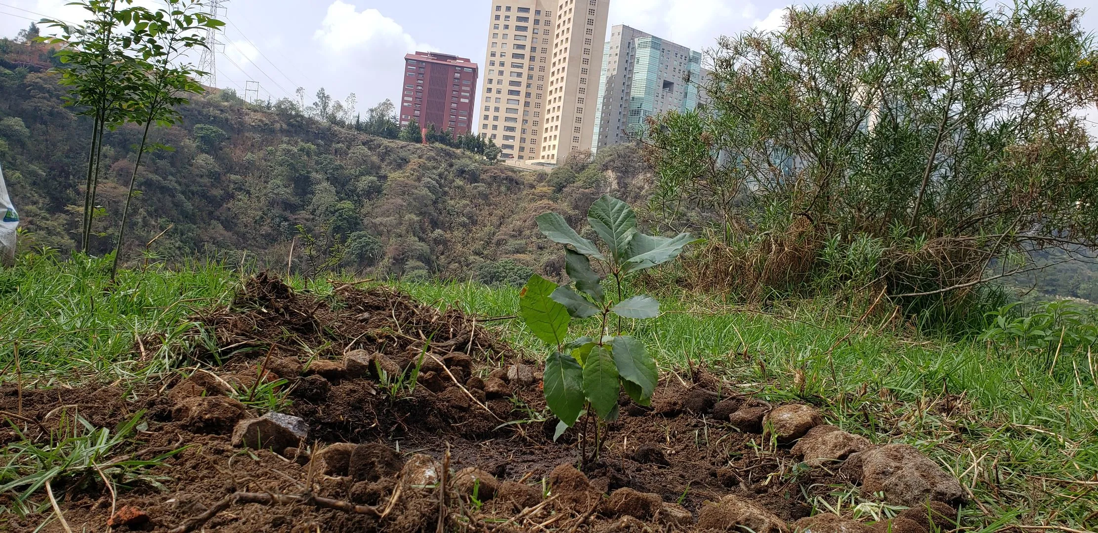 Rescate Rehabilitación Reforestación Barranca Santa Fe