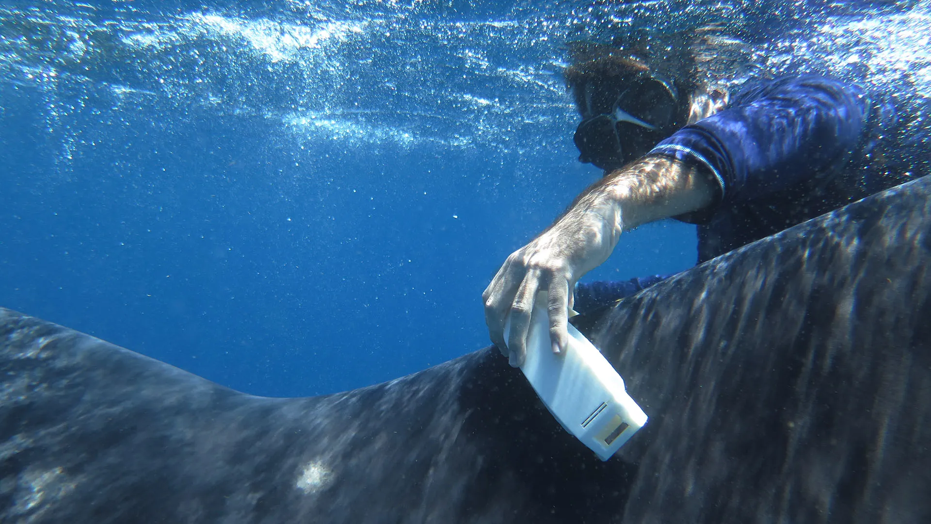 Estudiantes presentan dispositivo para estudiar al tiburón ballena