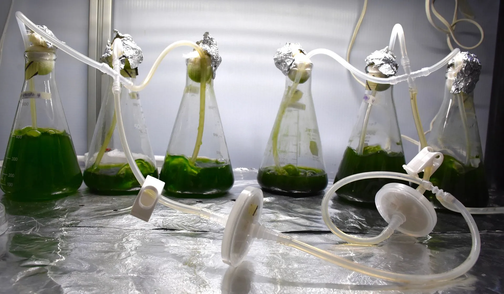 Cultivo de microalgas