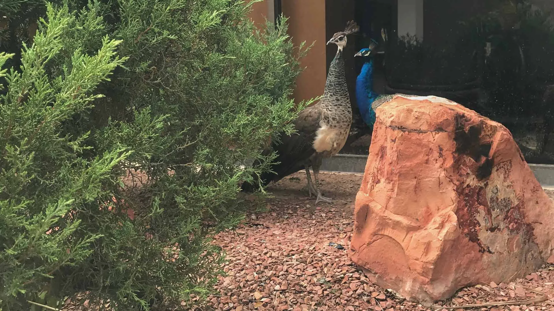 Los pavorreales Tec: los nuevos amigos emplumados y de colores