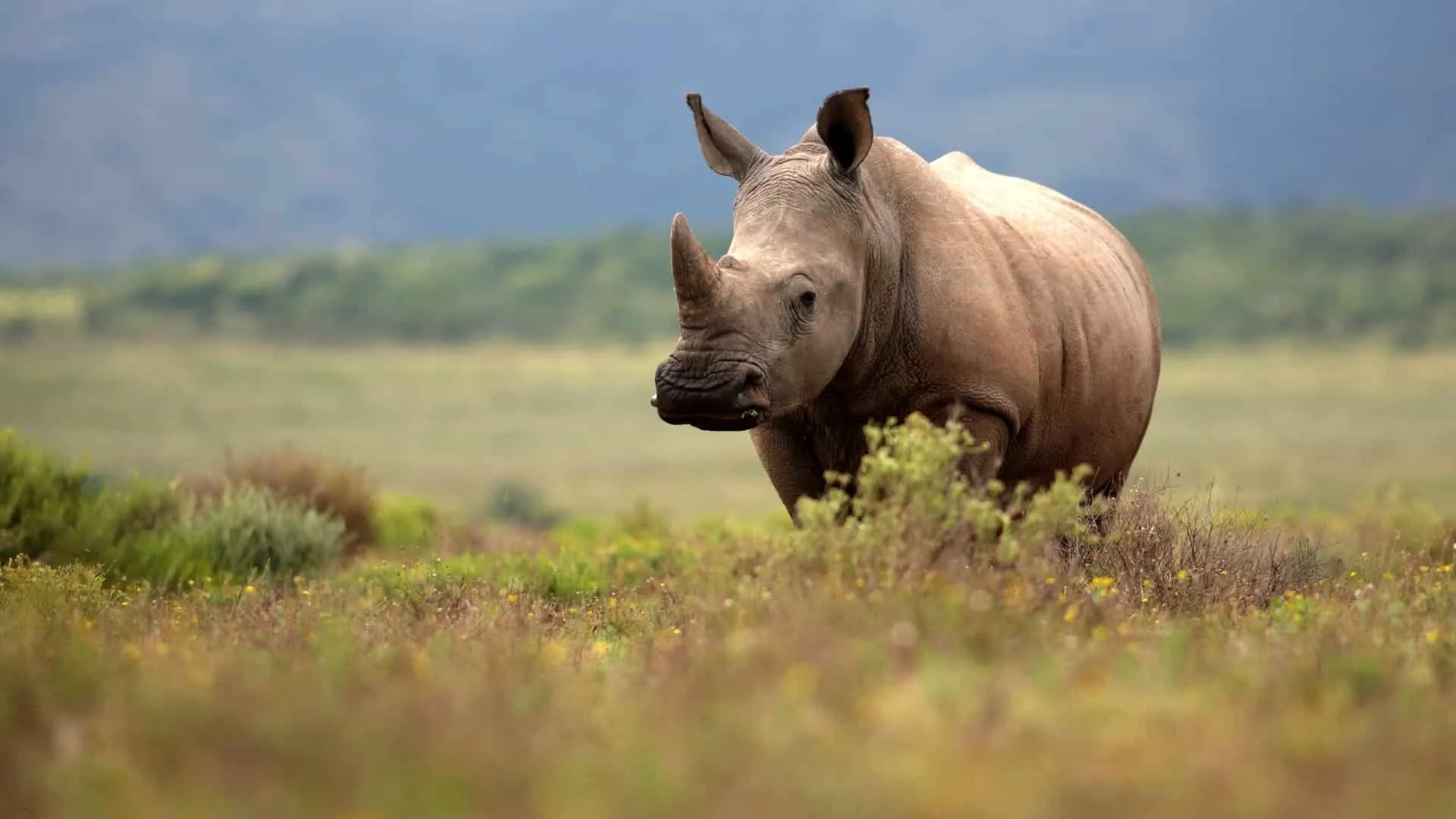 Relevante cuidar a los rinocerontes de la extinción y de la vida silvestre en general