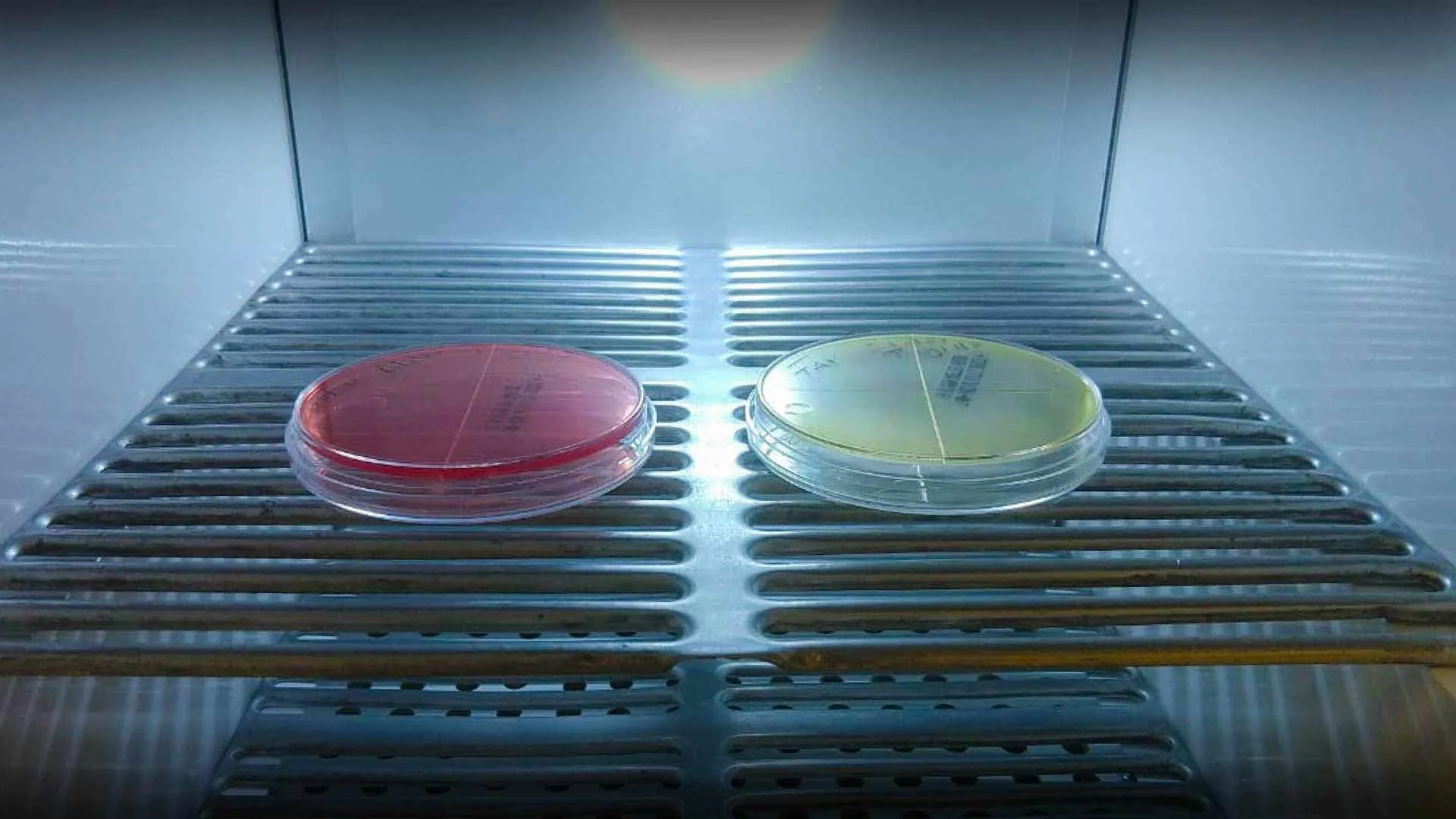 Crea mexicano prototipo de incubadora más eficiente 