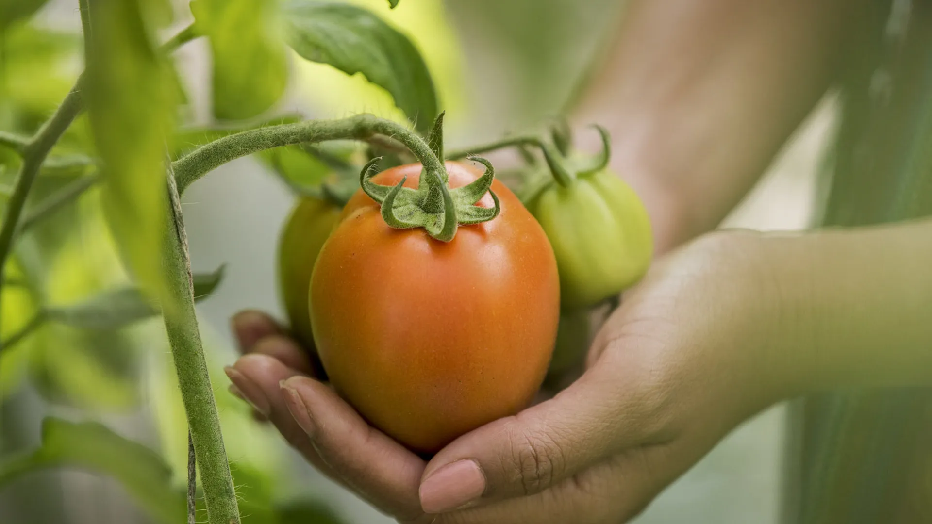 manos cosechando tomate en sinaloa