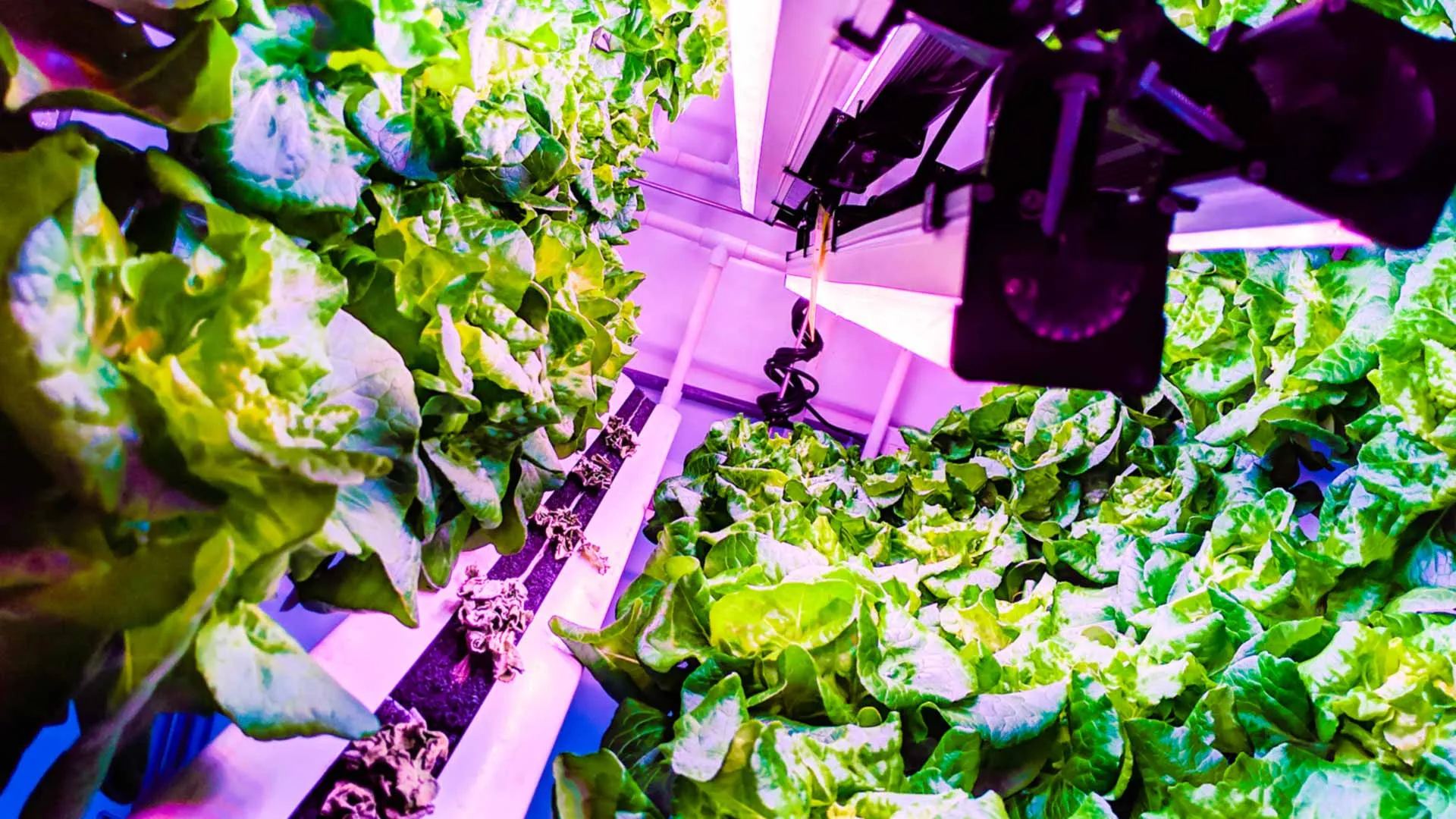 Plant wherever you like! The Mexican startup that’s innovating in agriculture