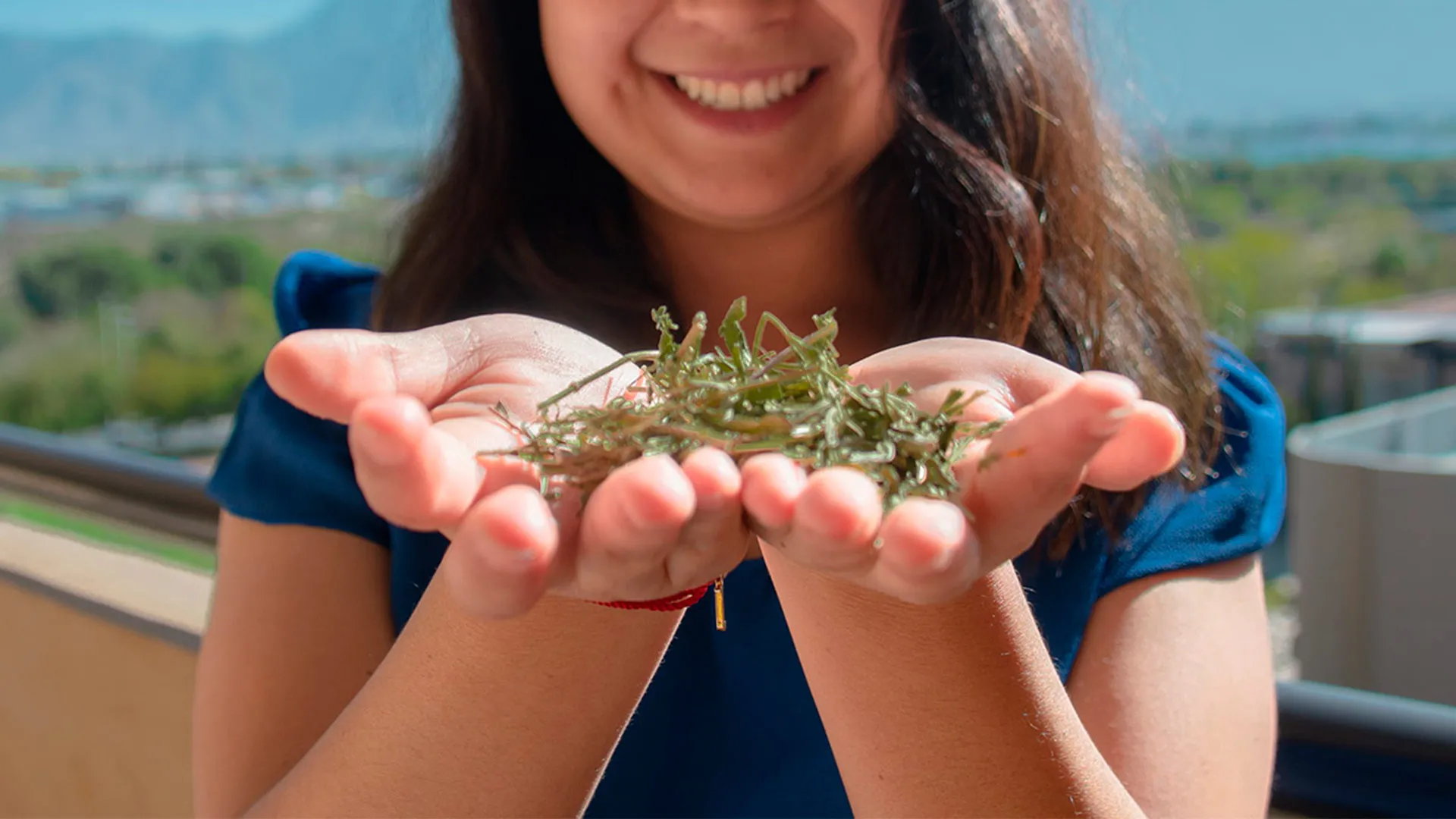 Muestra de plantas cultivadas y recolectadas por comunidades indígenas con las que se hacen los tés de Tezi 