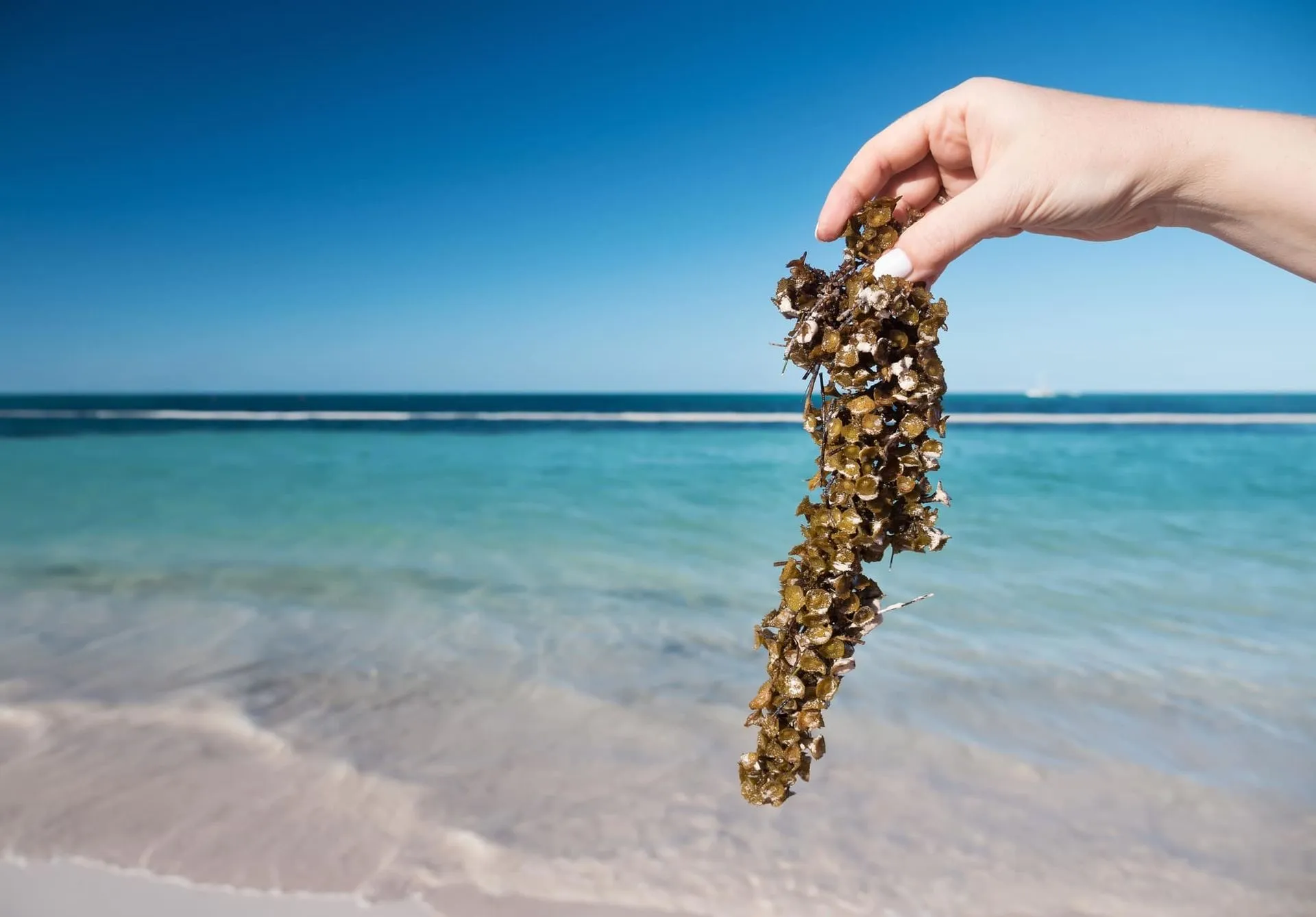 Alumnos del Tec GDL representan a México en competencia Hult Prize con proyecto para transformar sargazo