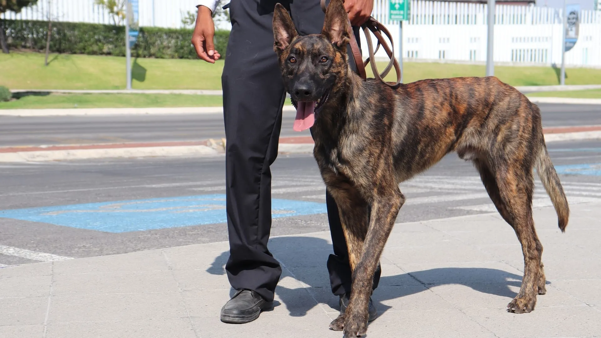 Jack apoya al equipo de seguridad de campus Puebla