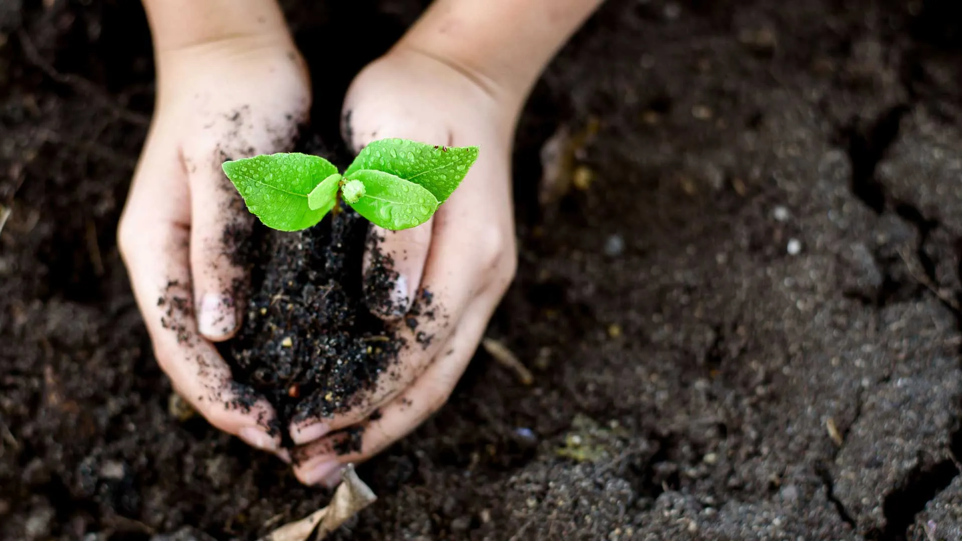 Grupo estudiantil Polinizadores cuidan el medio ambiente