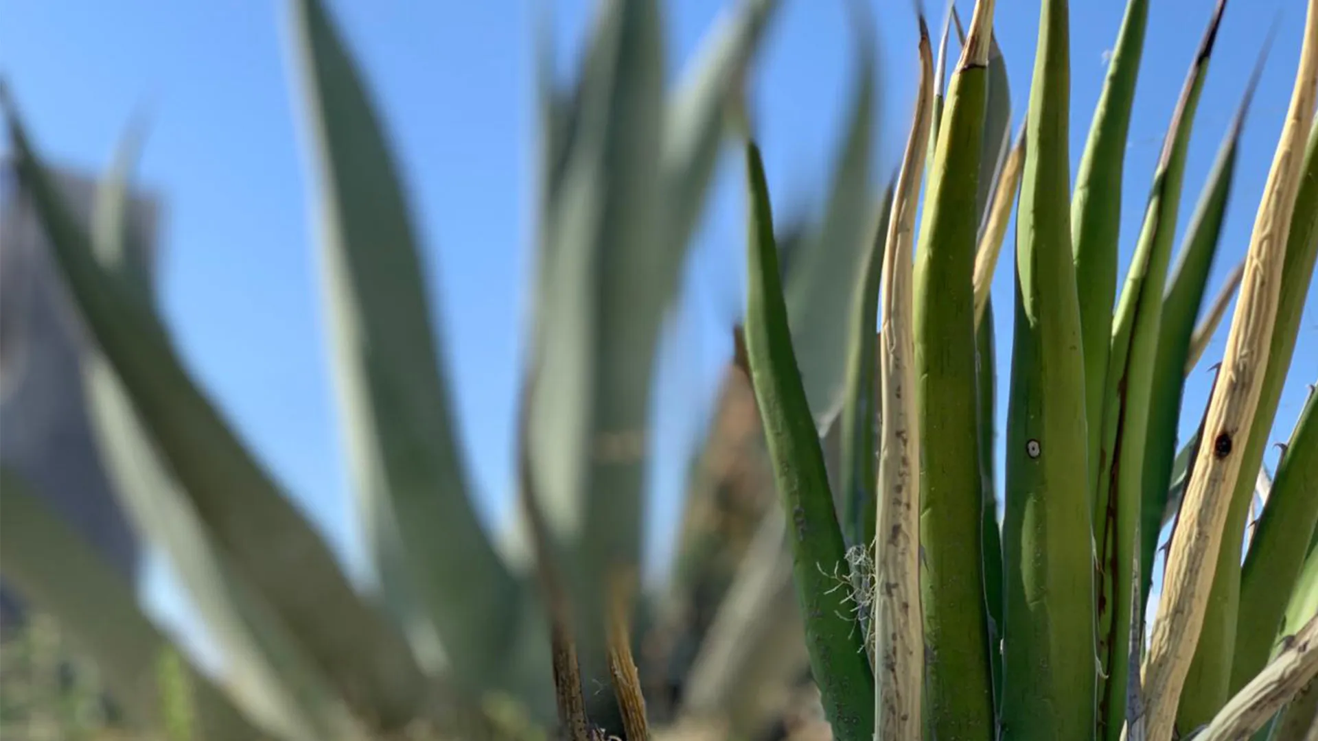 Planta de lechuguilla.