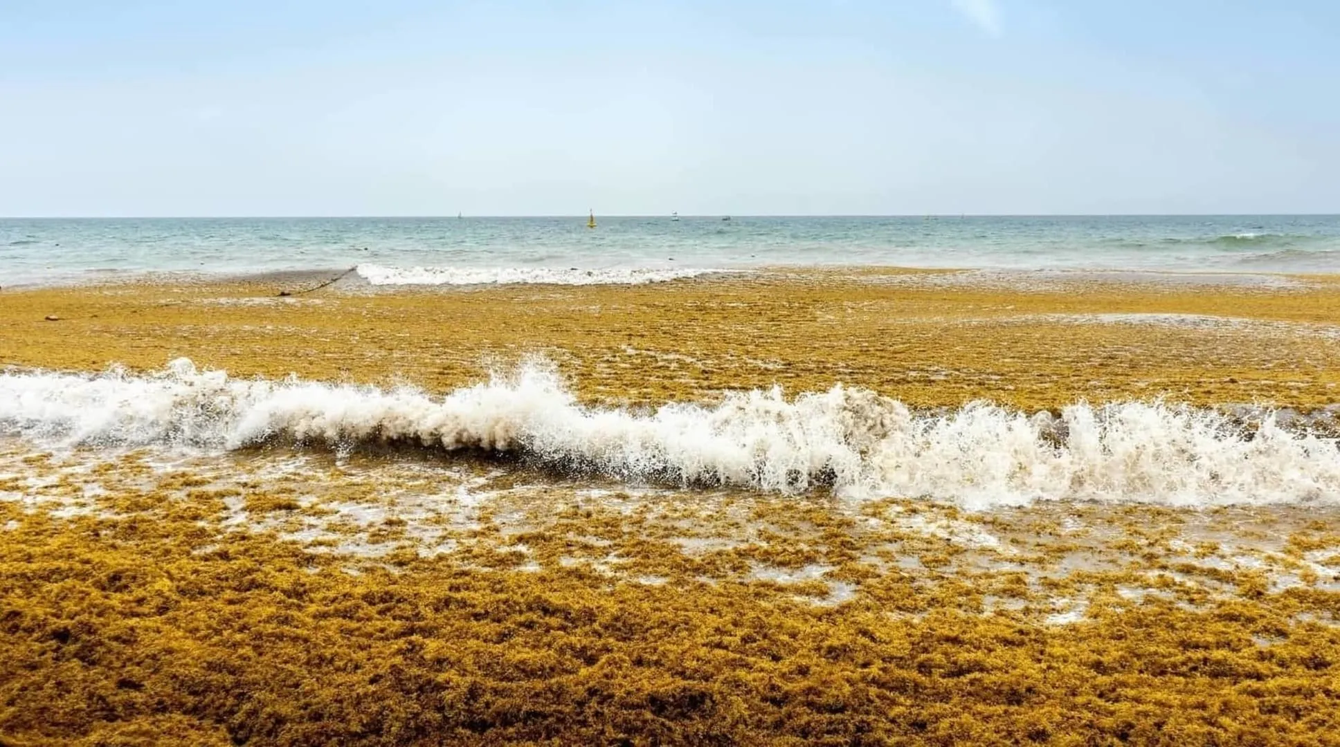 Eliminatoria virtual del certamen Enactus que promueve negocios con fines sociales