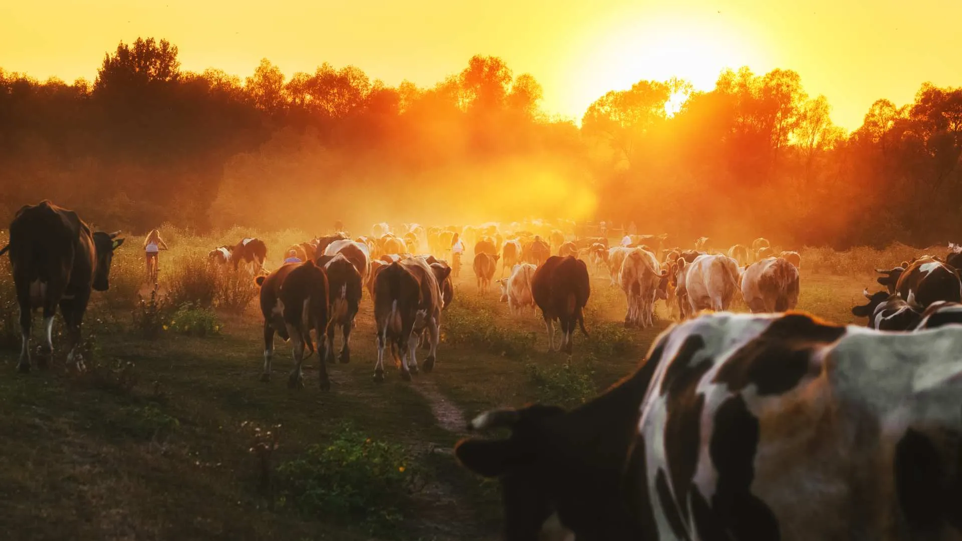 Limu es una alternativa en la alimentación para vacas