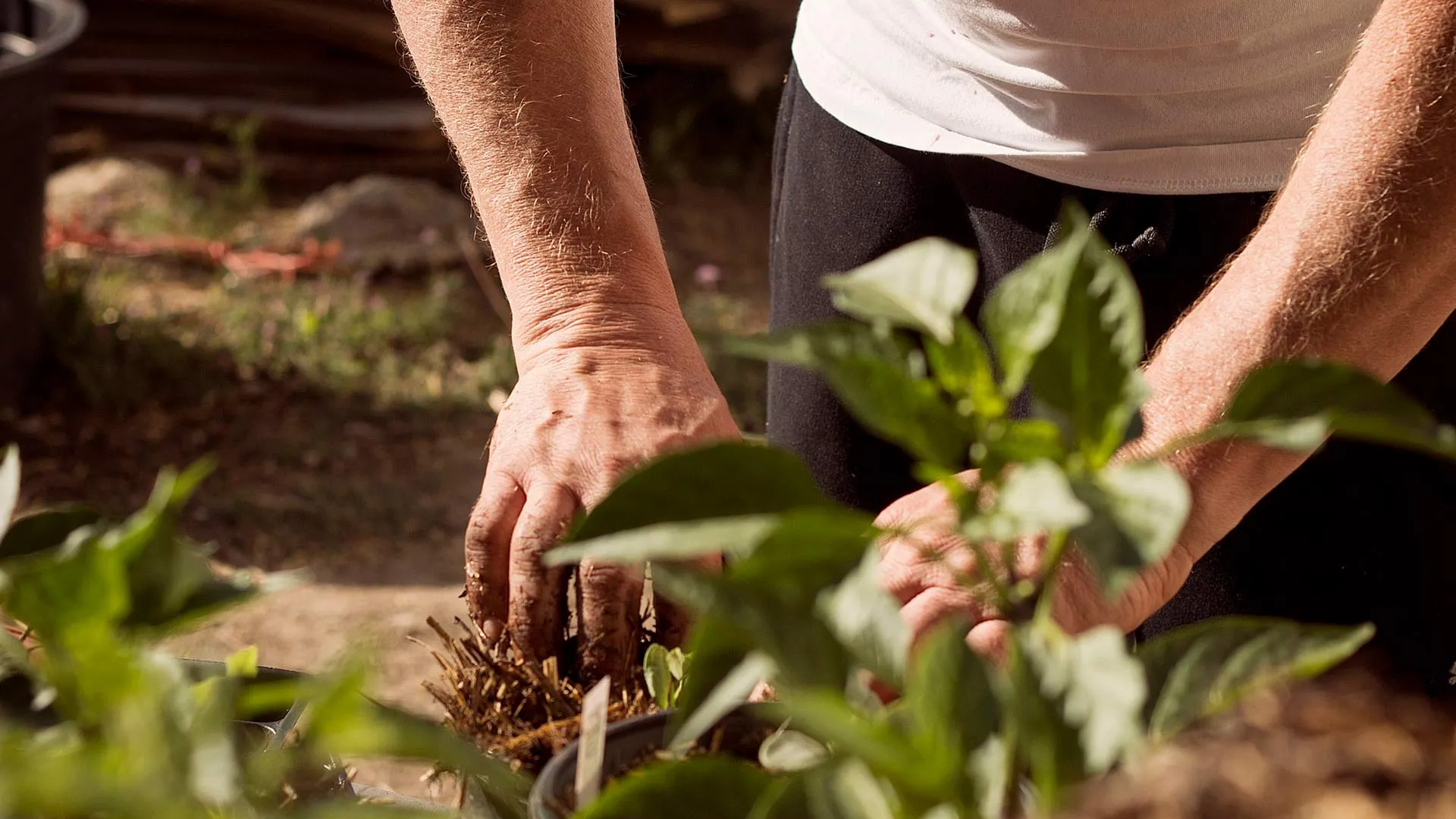 Alumno Tec crea BioYum, empresa en pro de la agricultura sustentable