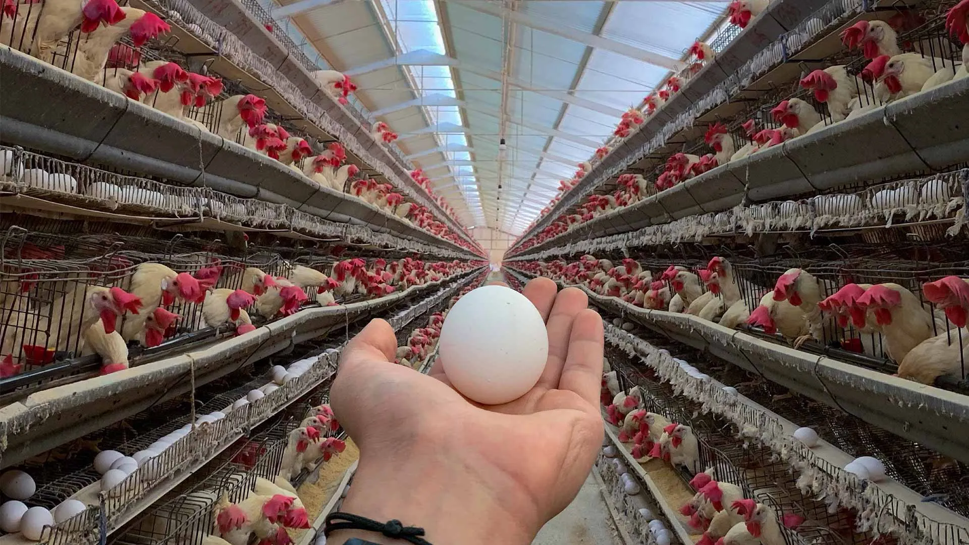 Granja-de-postura-miles-de-aves-productora-alamos