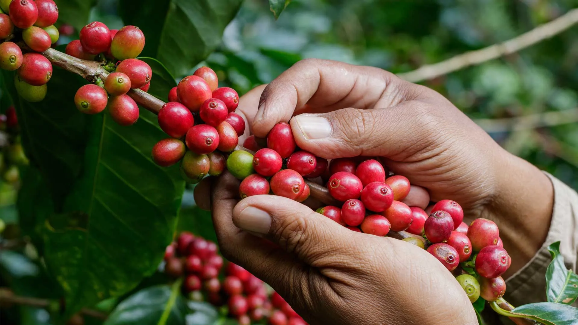 OIT, INAES y Tec, impulsan café en Chiapas