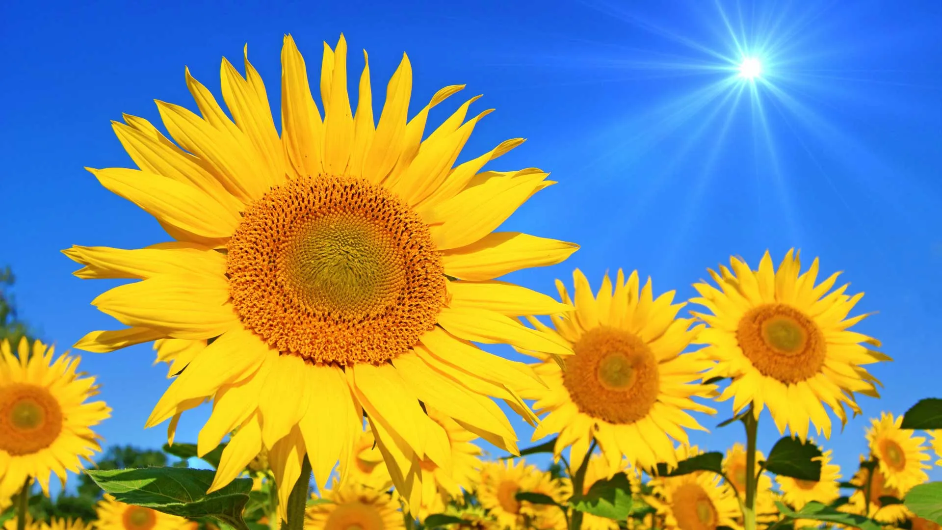 Conoce el efecto heliotrópico para acercarse a la felicidad