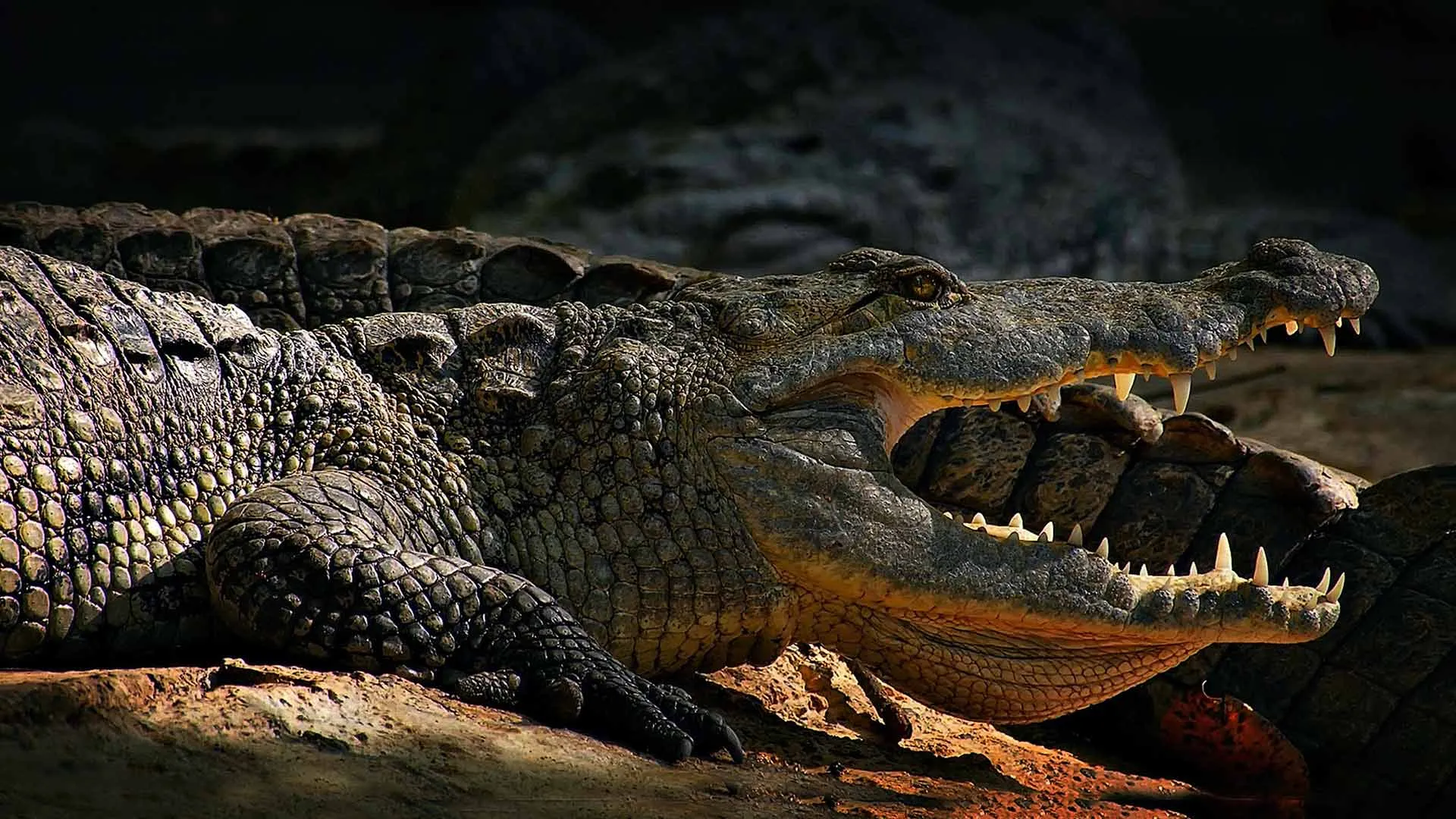 De nadar con el cocodrilo más grande de América, a ponencia en el Tec