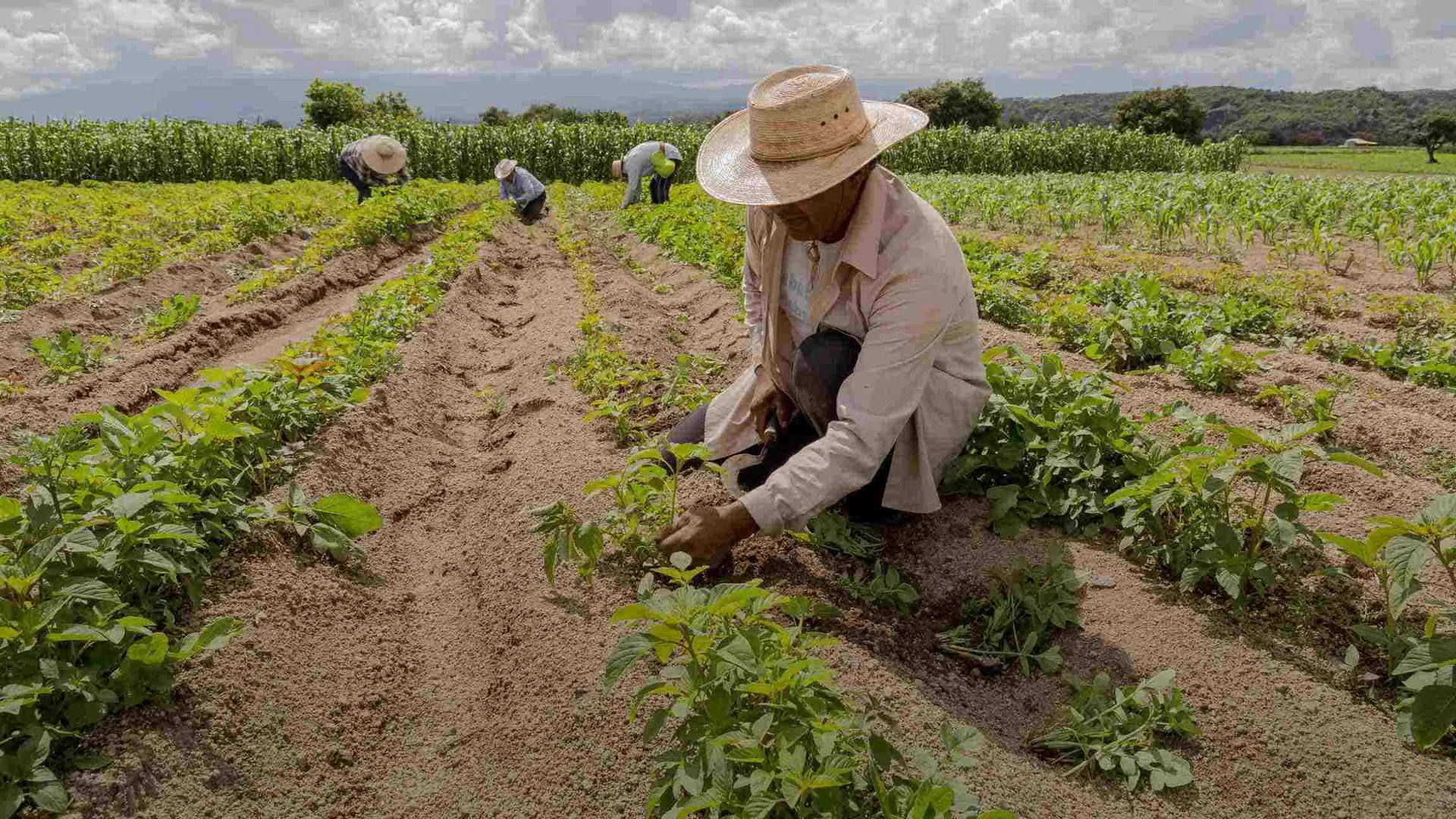 Hombre trabajando en agricultura