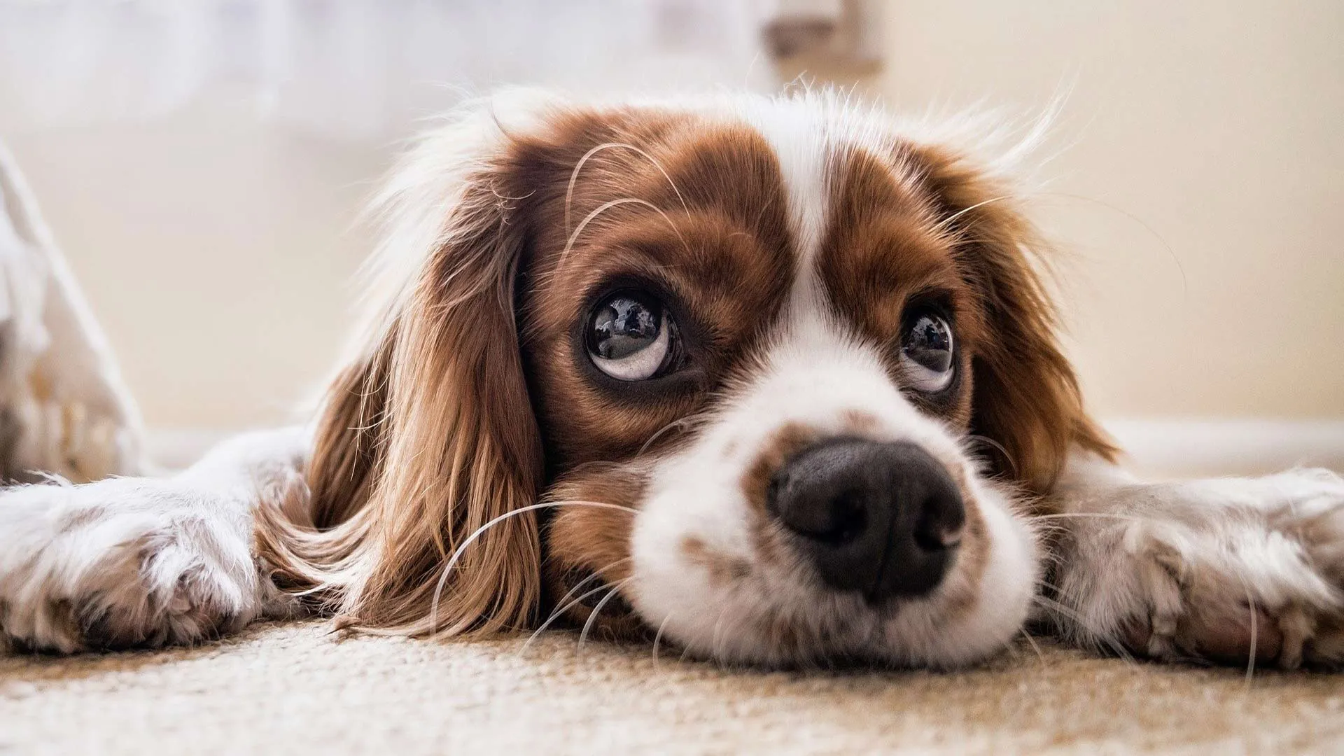 Mascota, perro, señor Dog