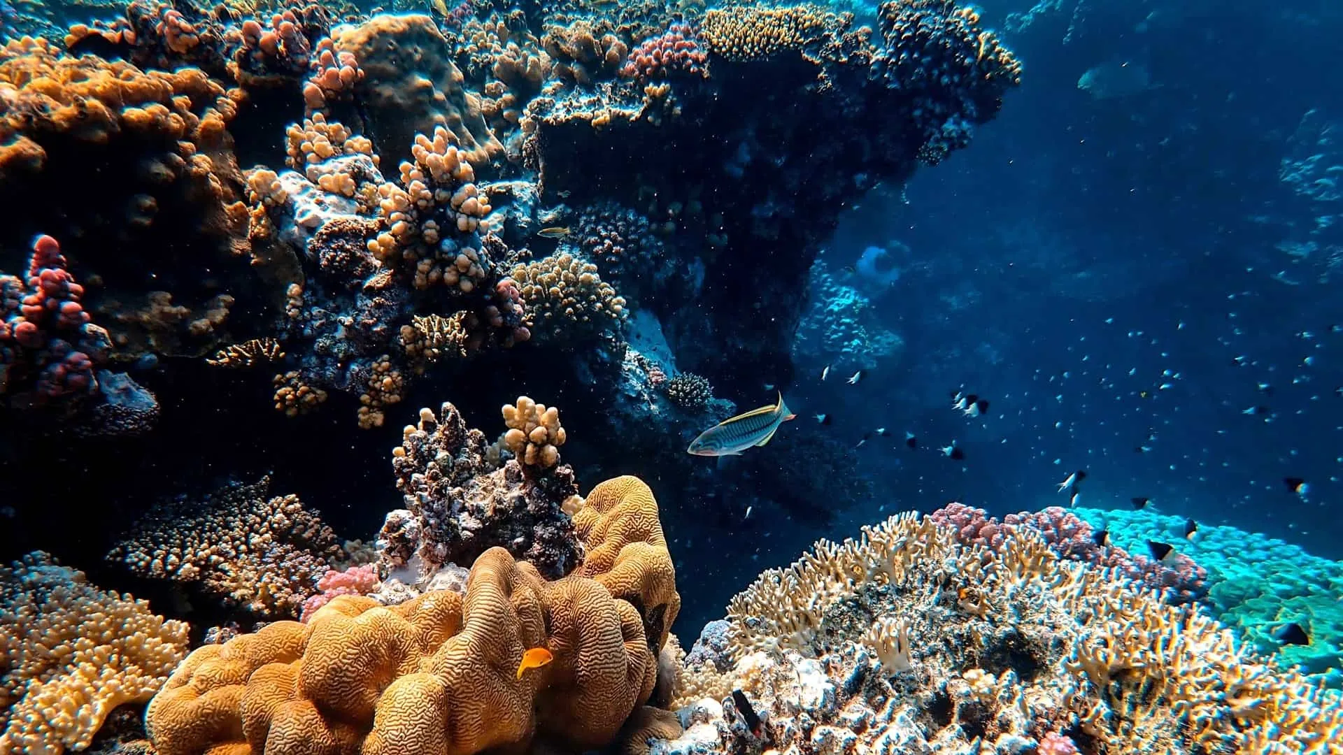 El proyecto PhytO, ganador del Premio Santander de emprendimiento busca proteger los arrecifes.