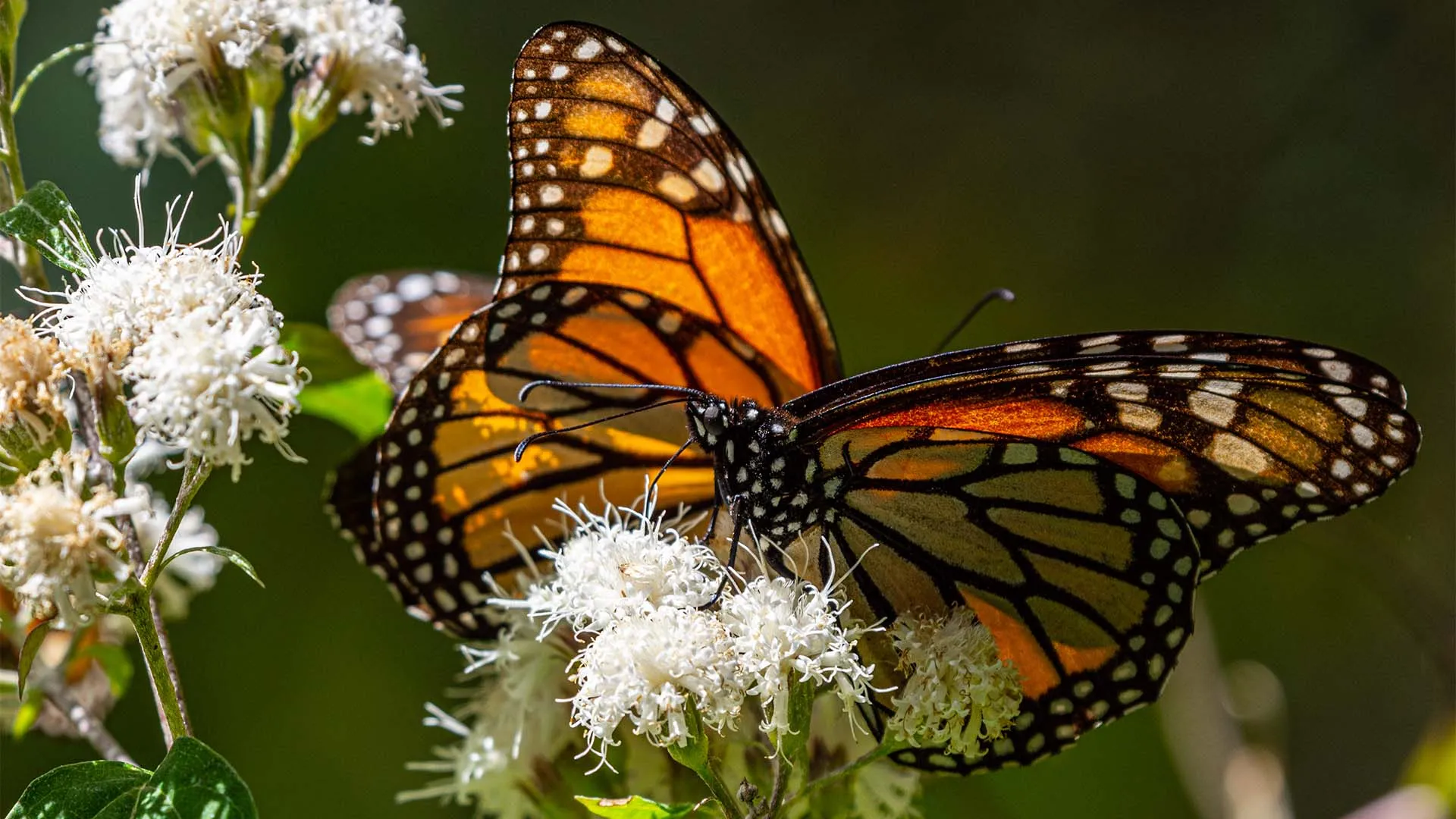 mariposa monarca sobre flores