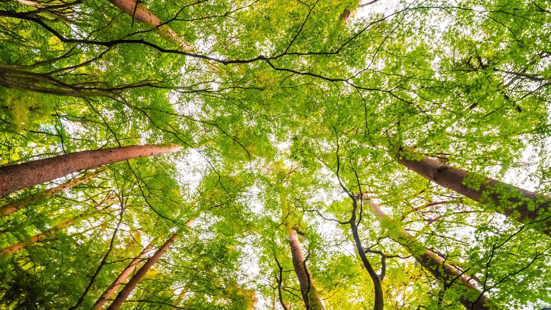 ¿Porqué importa la educación ambiental y porqué tiene un día mundial?