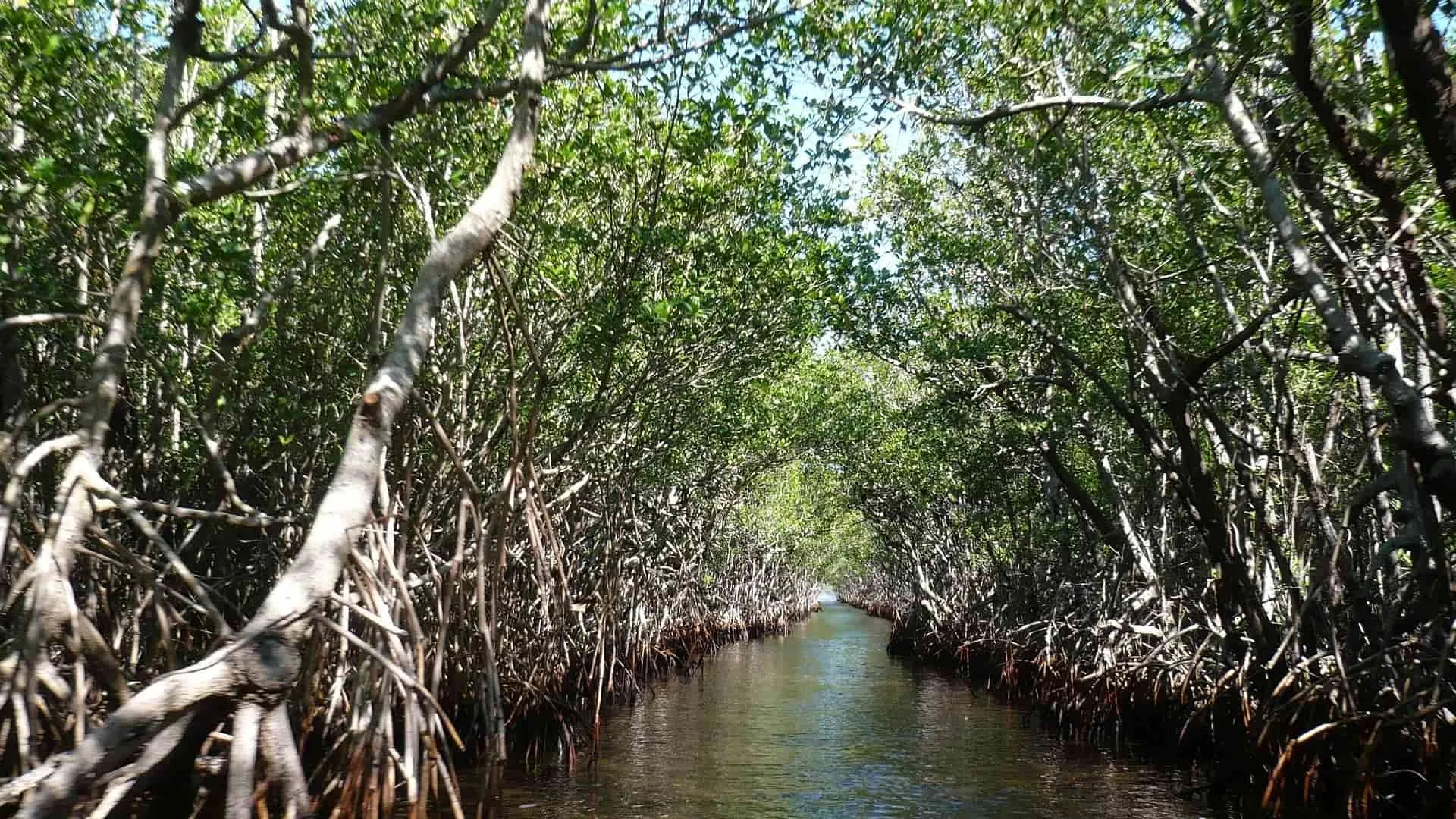 Los humedales son importantes para el equilibrio de la vida en el planeta.