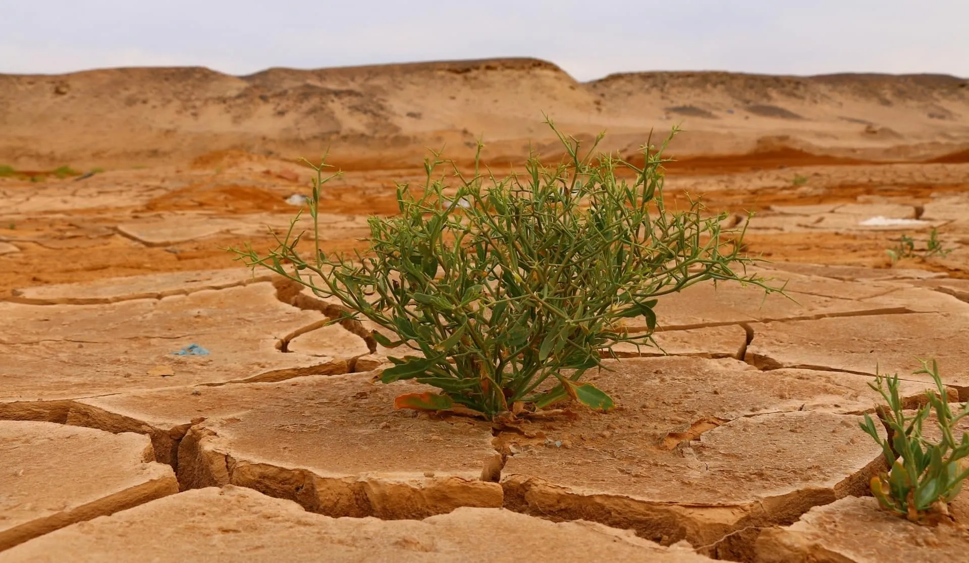Por su apoyo a frenar el cambio climático Teresita Alcántara recibió el Premio Mujer Tec 2021 en la categoría Medio Ambiente