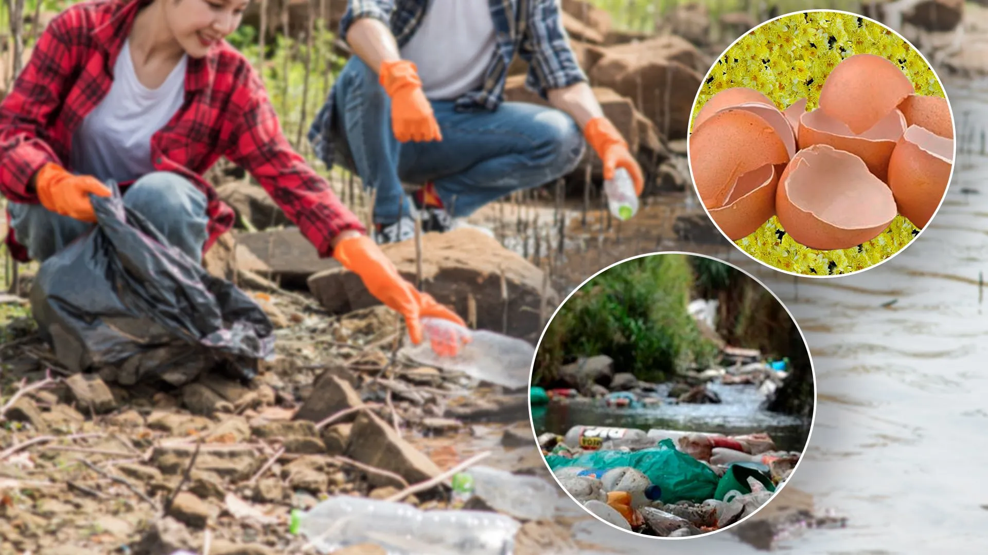 recolectan cascarón de huevo