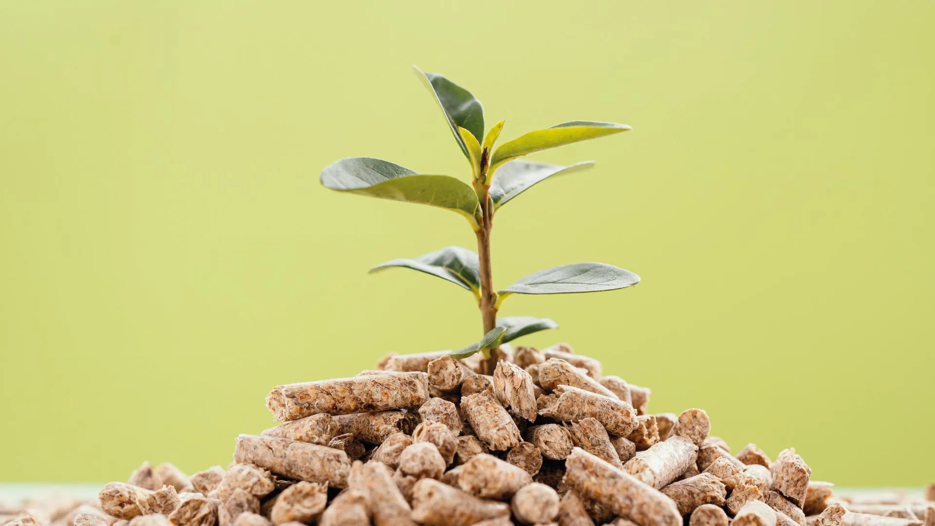 Estudiantes crean solución para desechos de gavilla