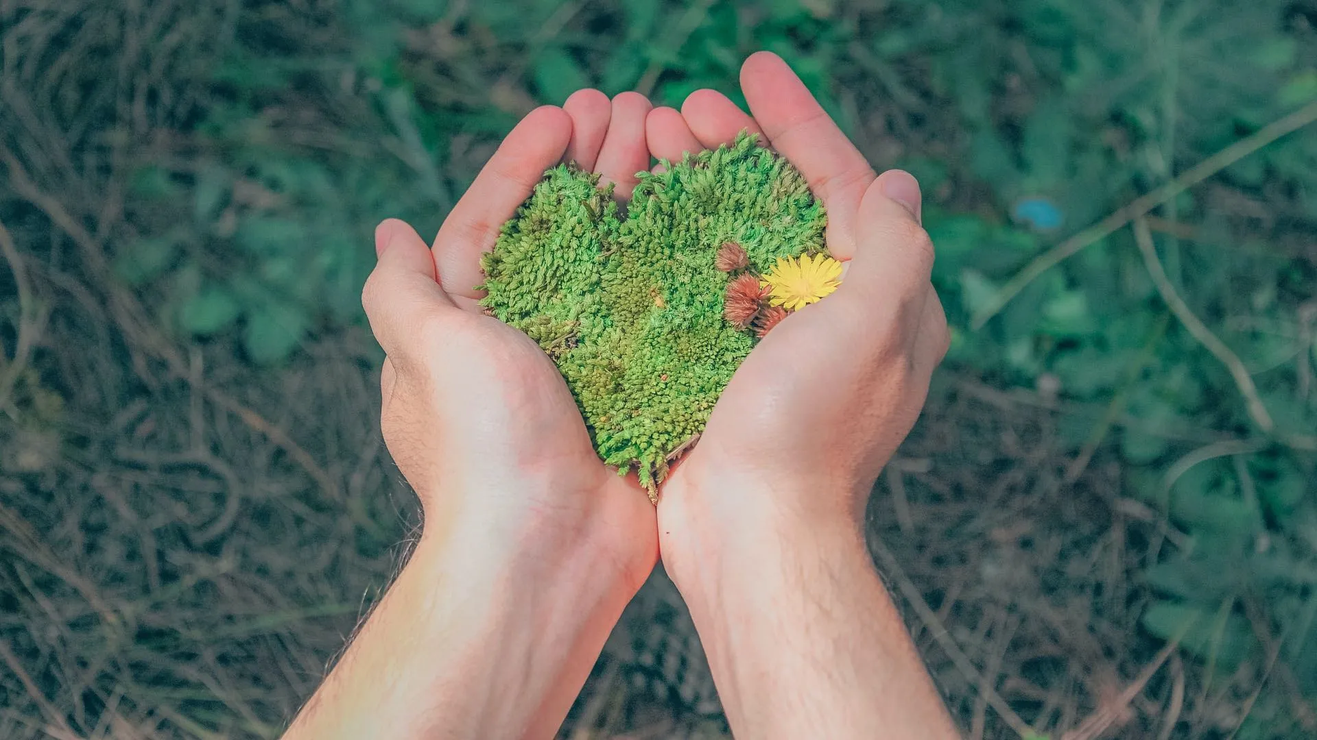 El paro de actividades debido a la pandemia por covid-19 tuvo un impacto positivo en el medio ambiente 