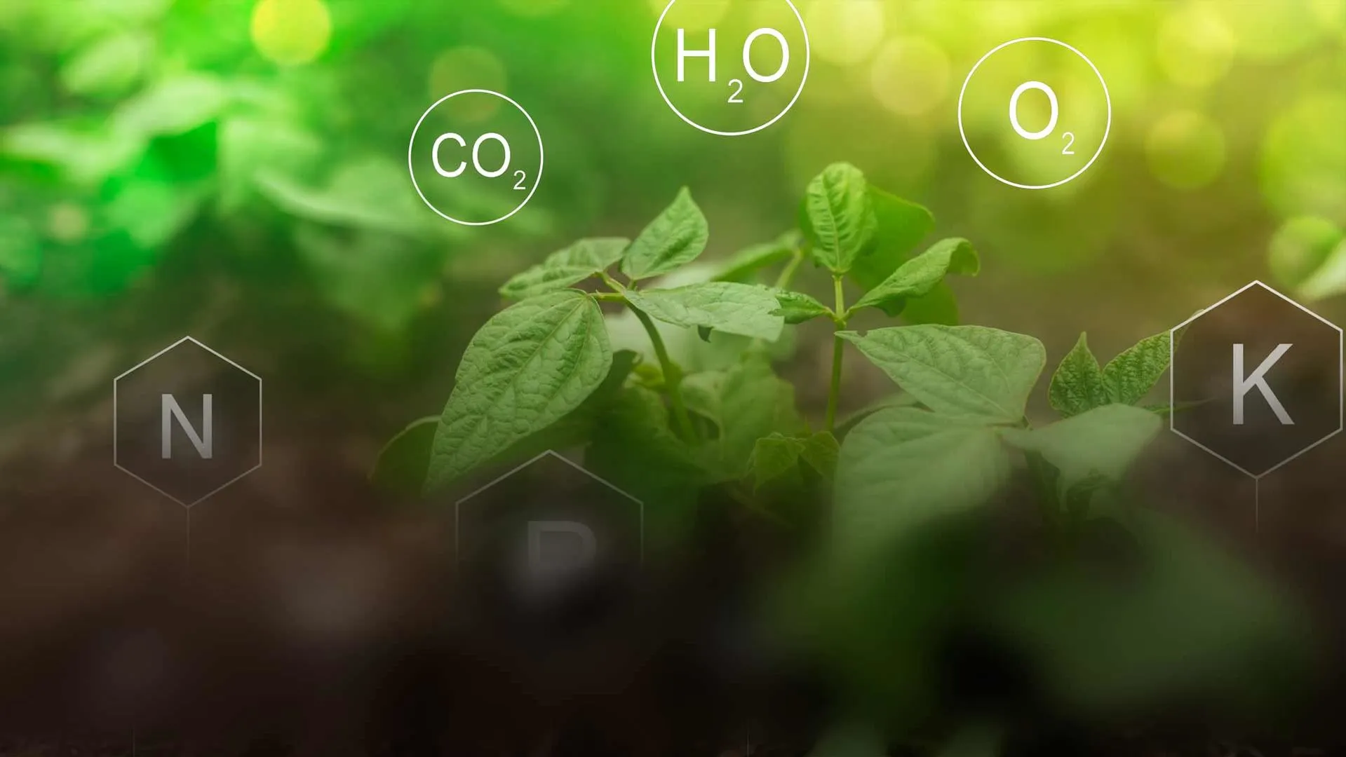 Desde la raíz semana de la tierra