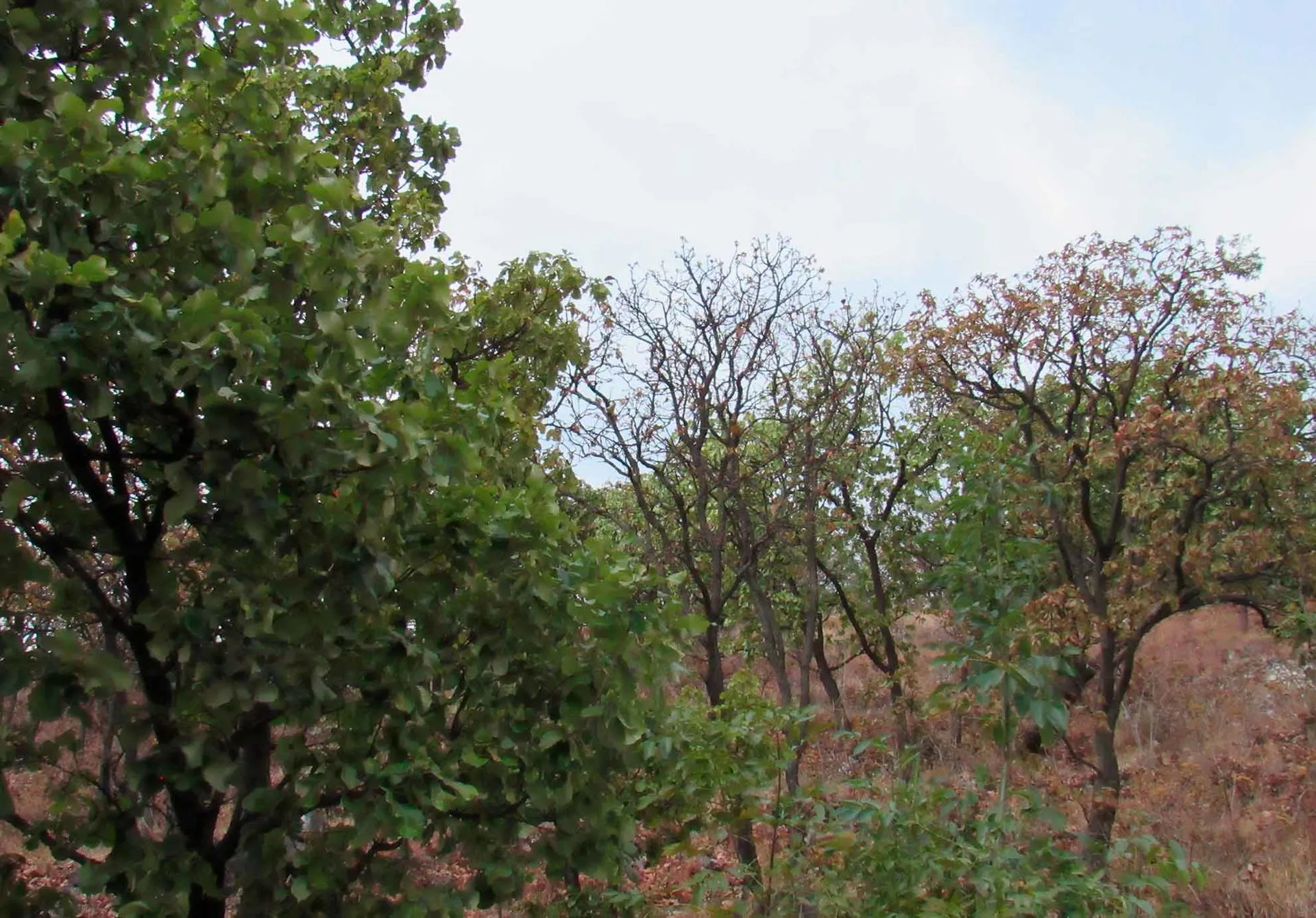 C+Lab del Tec realizó el diálogo sobre Bosque La Primavera.