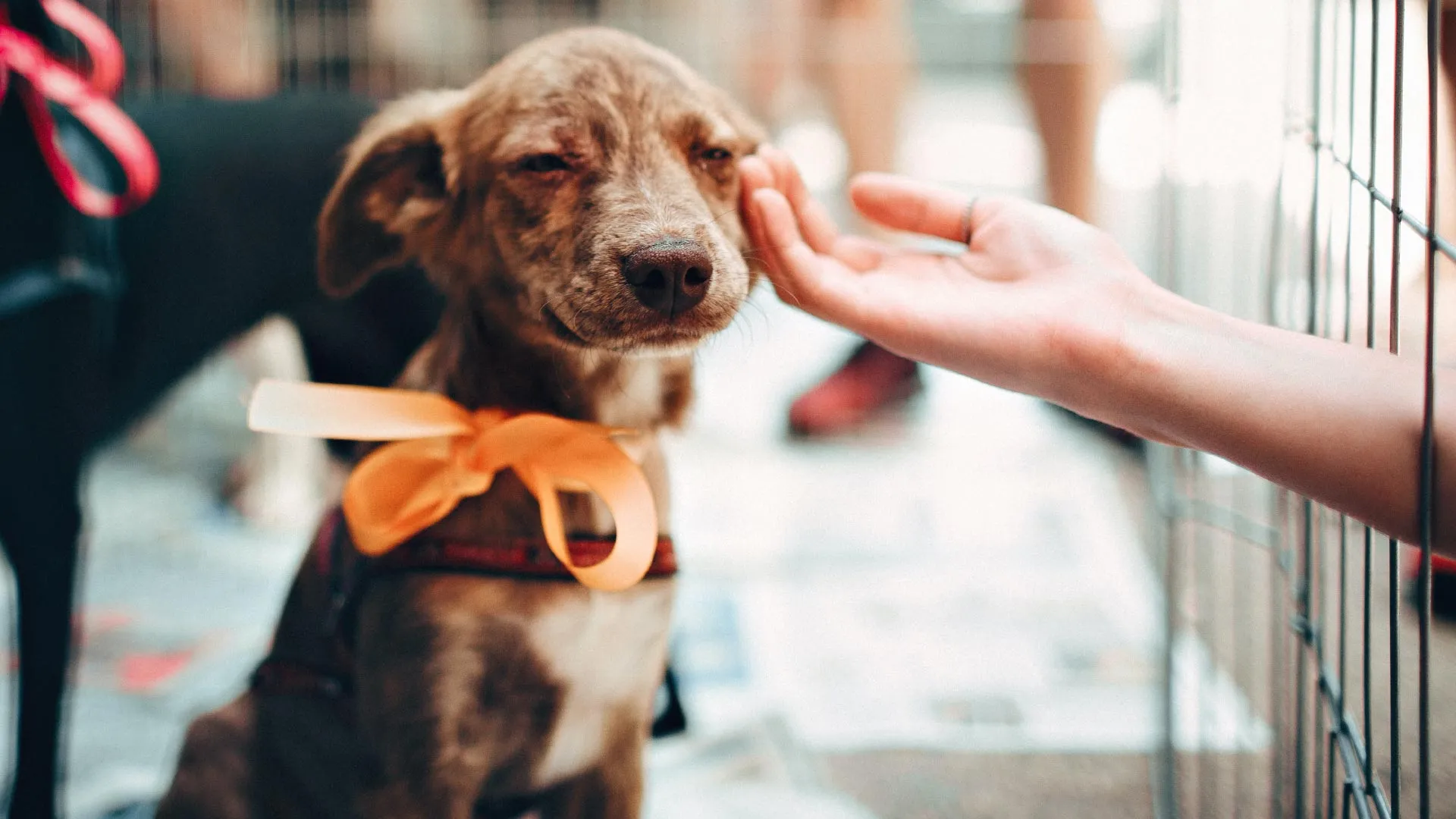 Conoce 5 cosas que debes hacer al adoptar un perro