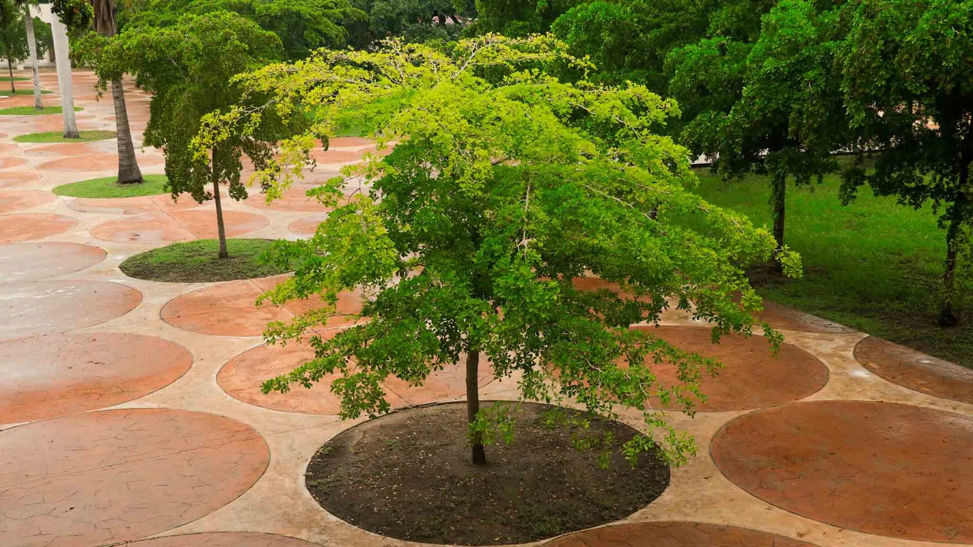 ¡Árboles y sostenibilidad! El Tec además de azul también es verde