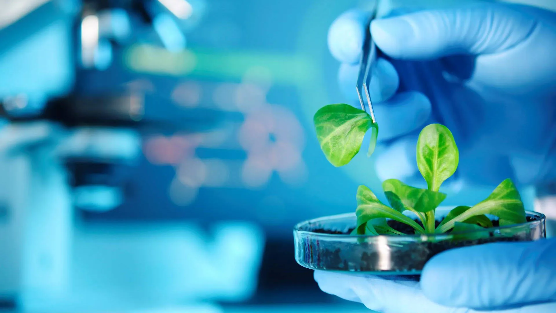Researchers patent plant-based therapy for an eye anomaly