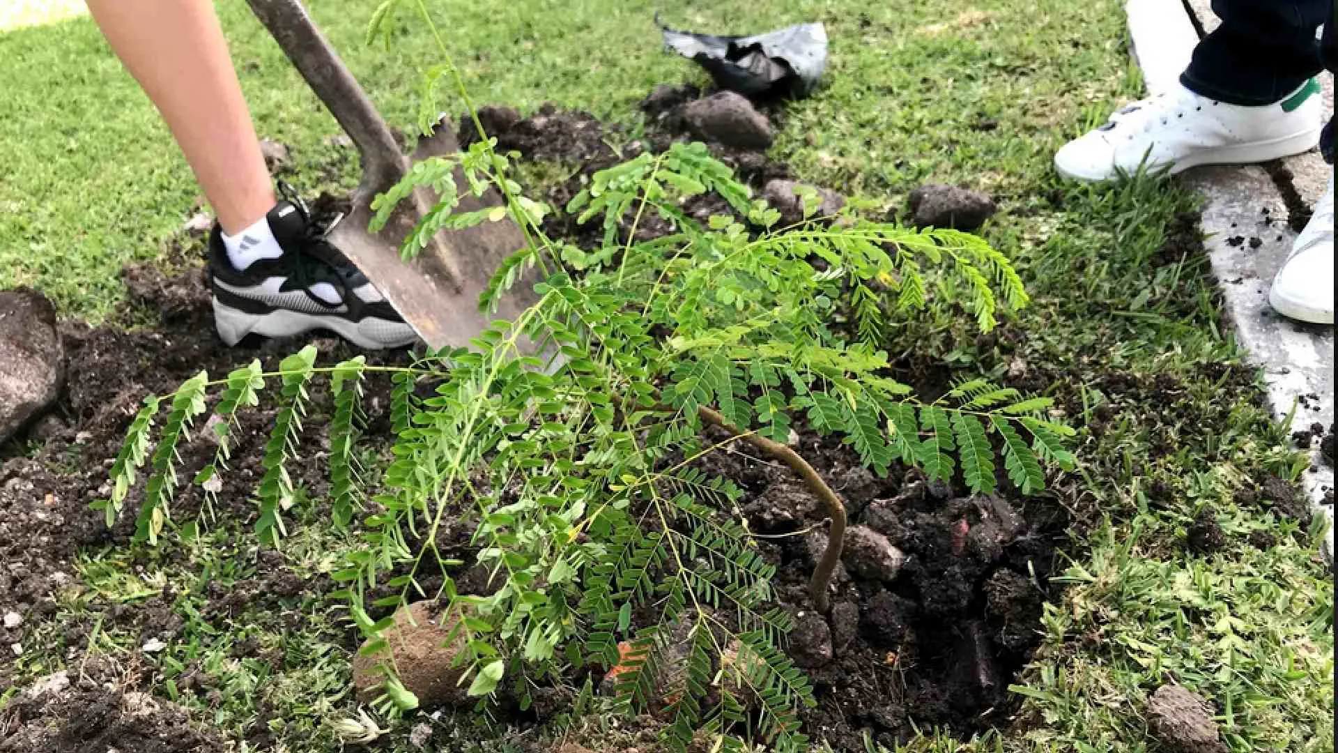 Los alumnos del Tec plantaron varios árboles por todo el campus.