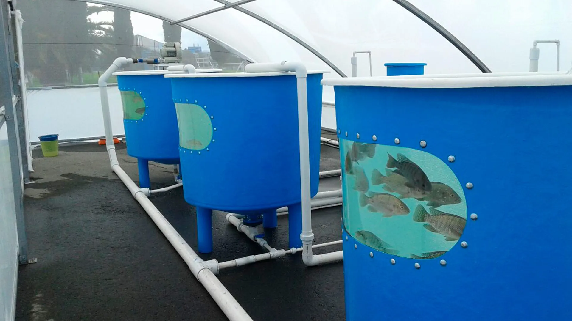 Tanques de peces del proyecto UMD-TEC Aquaponic Systems