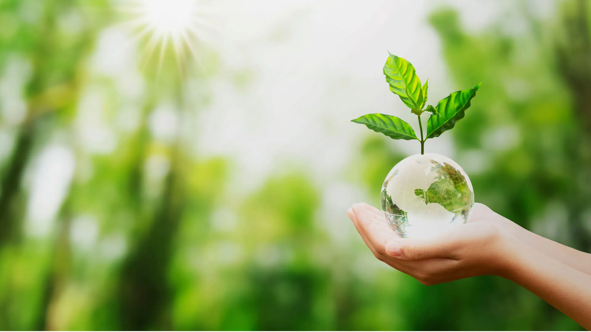 mano sosteniendo planta simulando un mundo